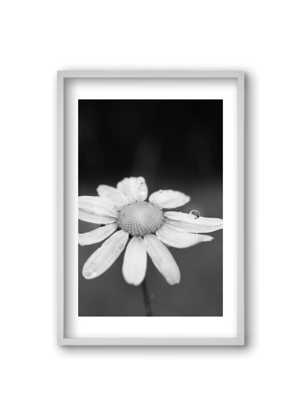 Chamomile, 20x30 cm (20x30 cm), Fehér keret