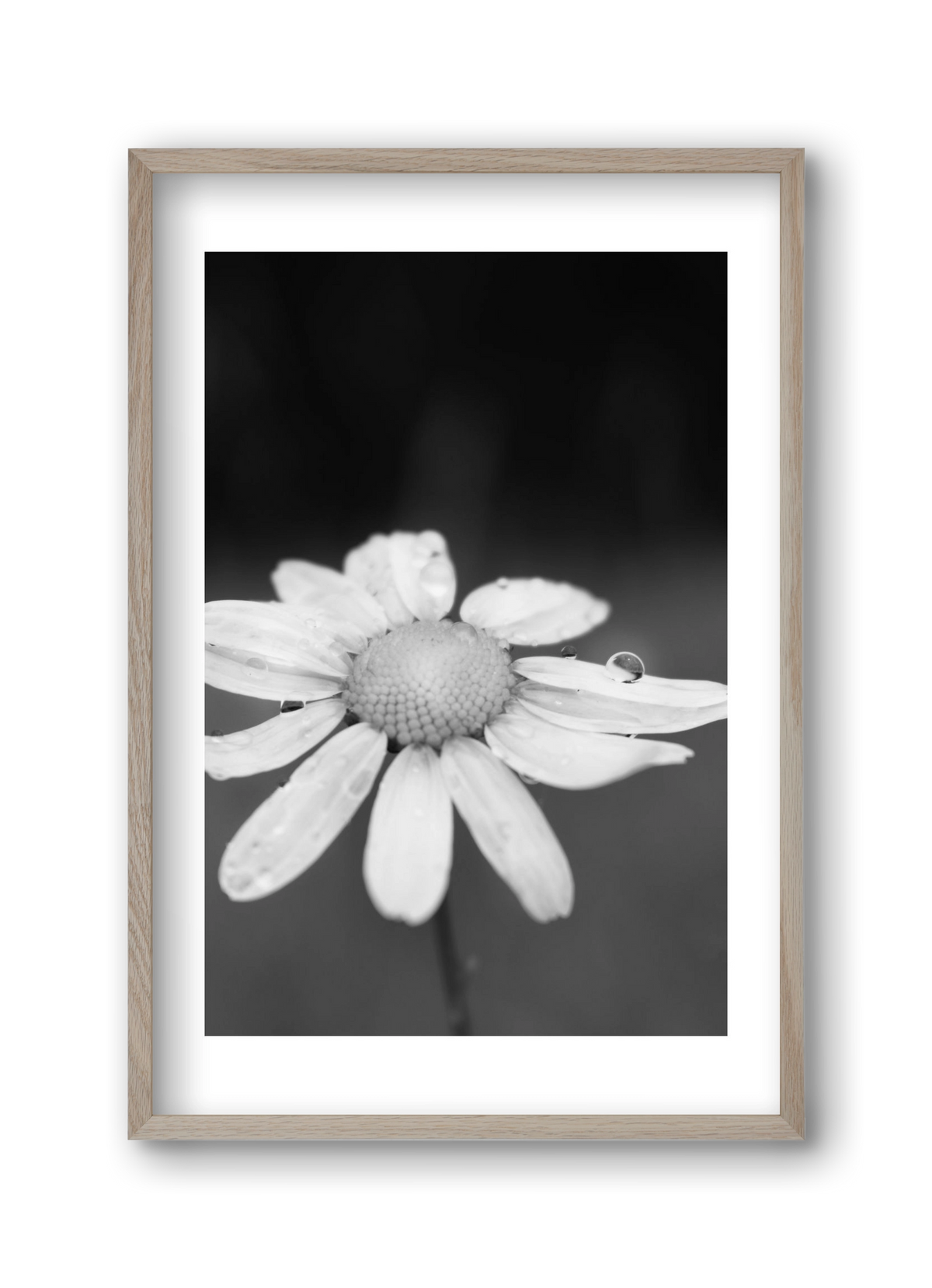 Chamomile, 30x45 cm (30x45 cm), Tölgy keret