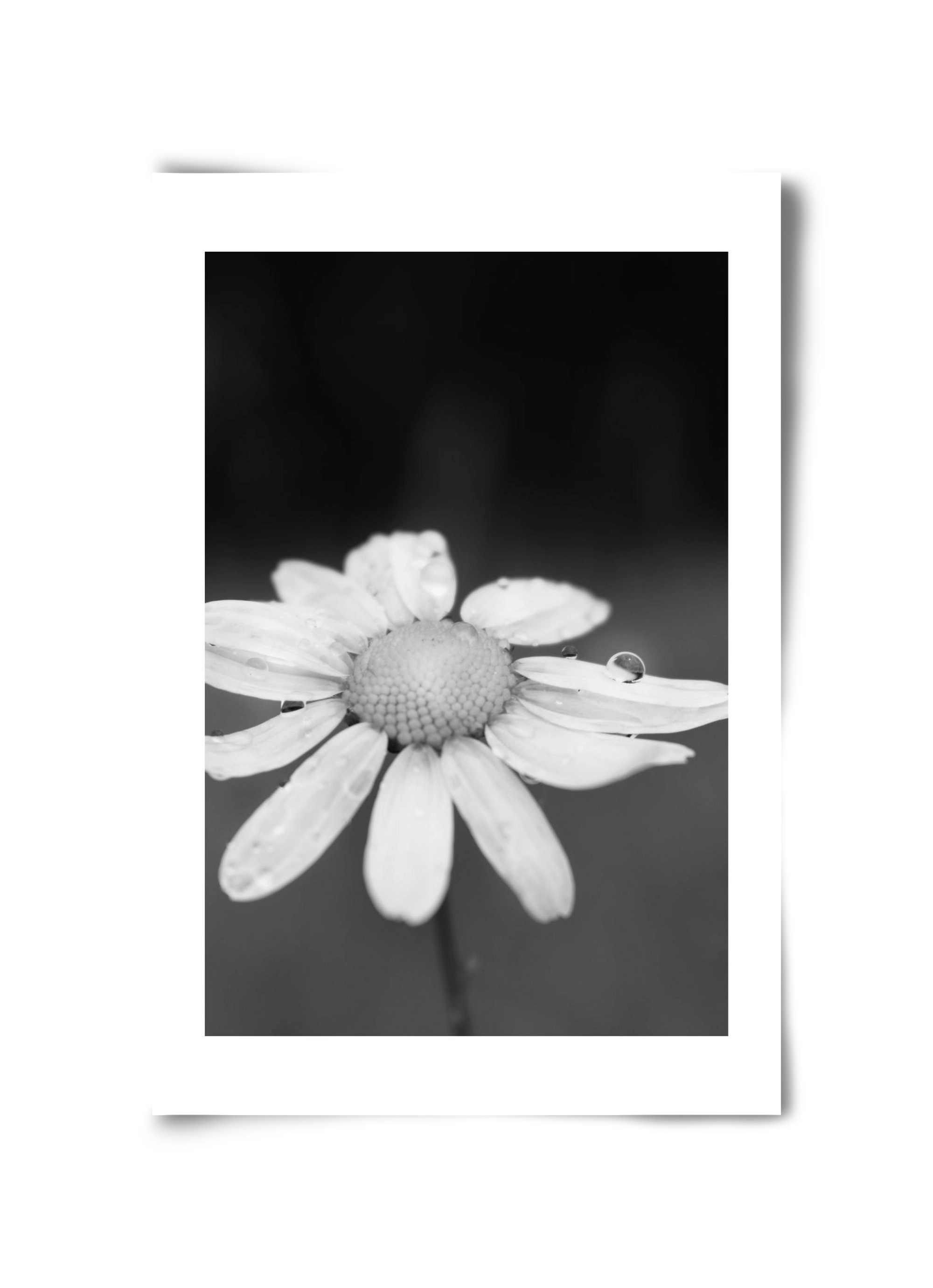 Chamomile, 30x45 cm, Keret nélkül