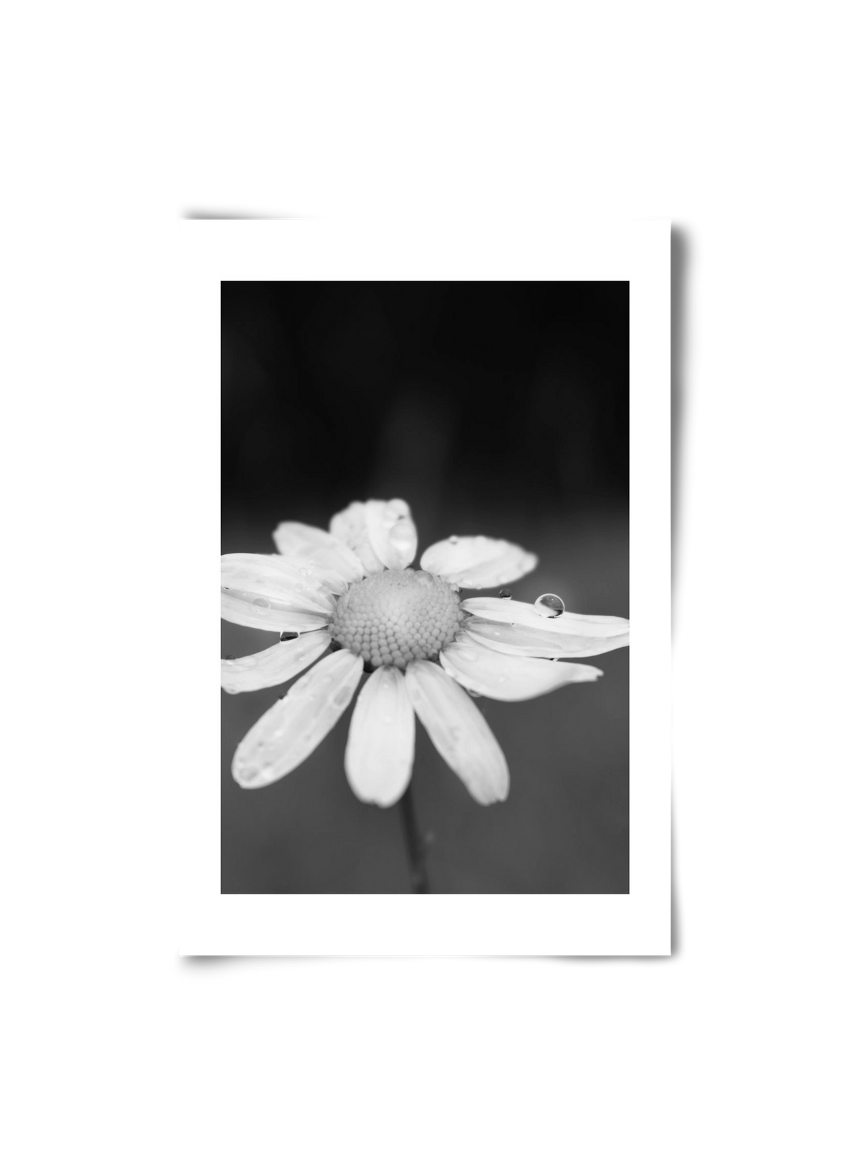 Chamomile, 20x30 cm, Keret nélkül