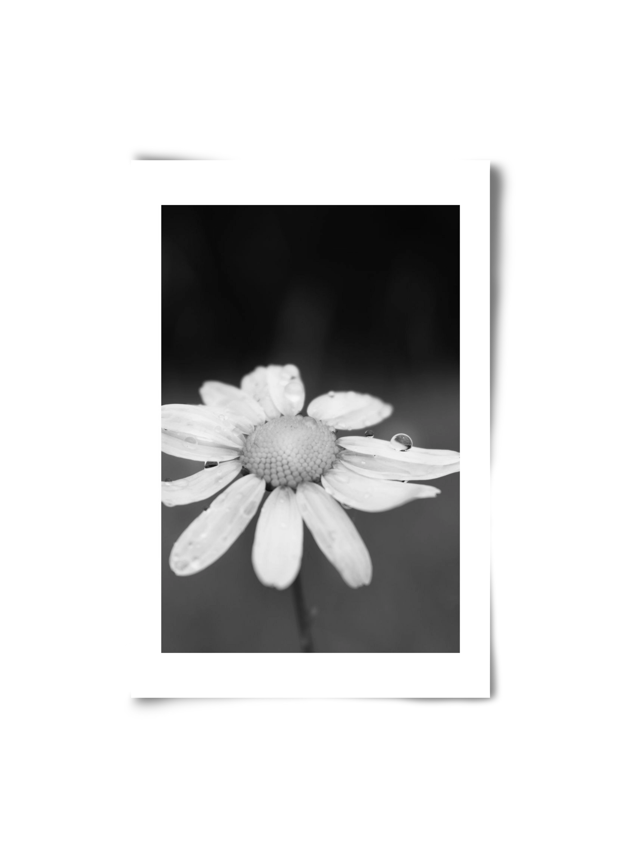 Chamomile, 20x30 cm, Keret nélkül