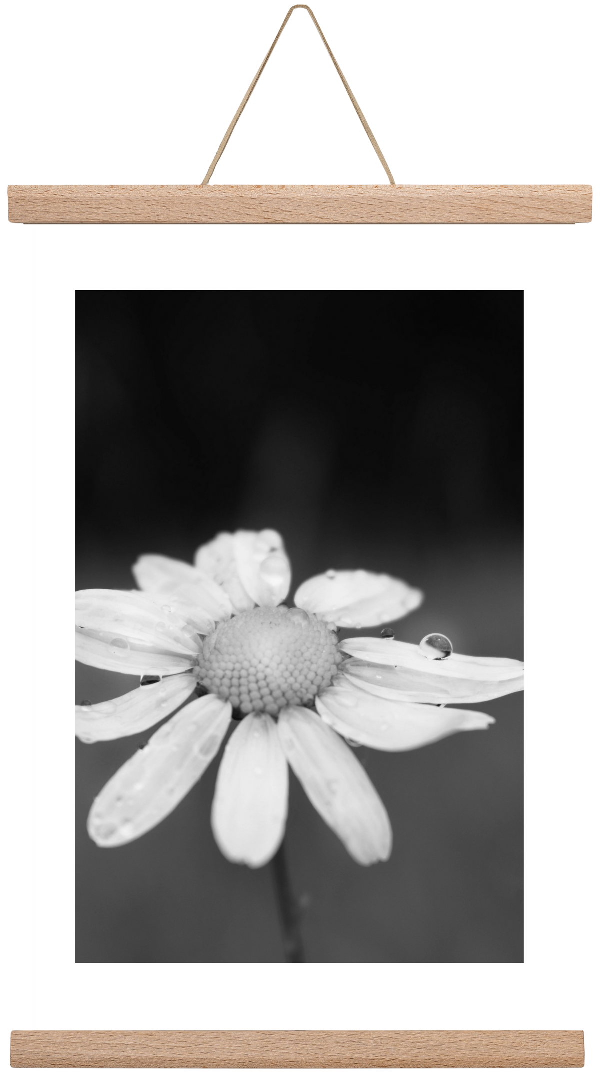 Chamomile, 30x45 cm (30x45 cm), Tölgy akasztó