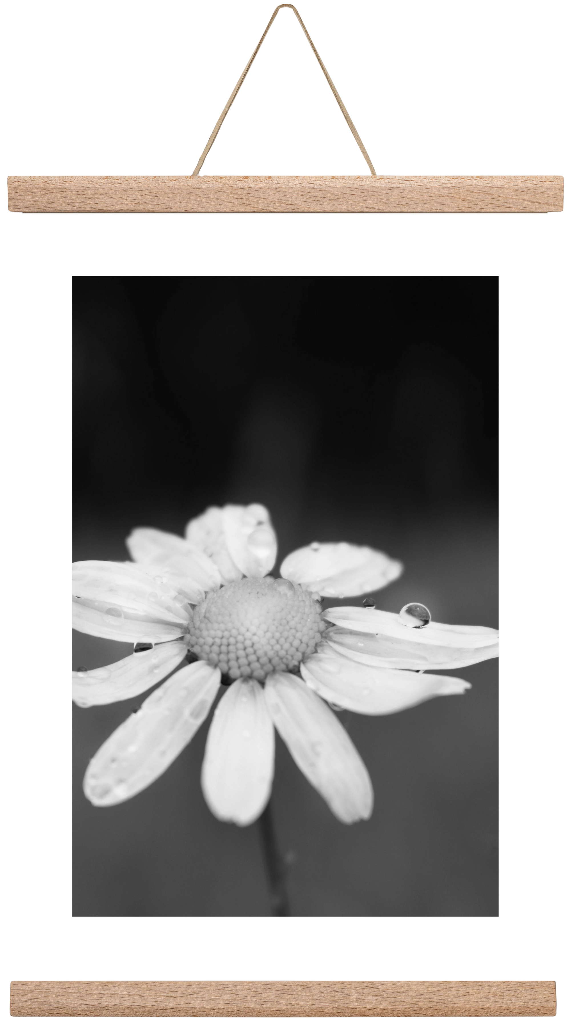 Chamomile, 30x45 cm (30x45 cm), Tölgy akasztó