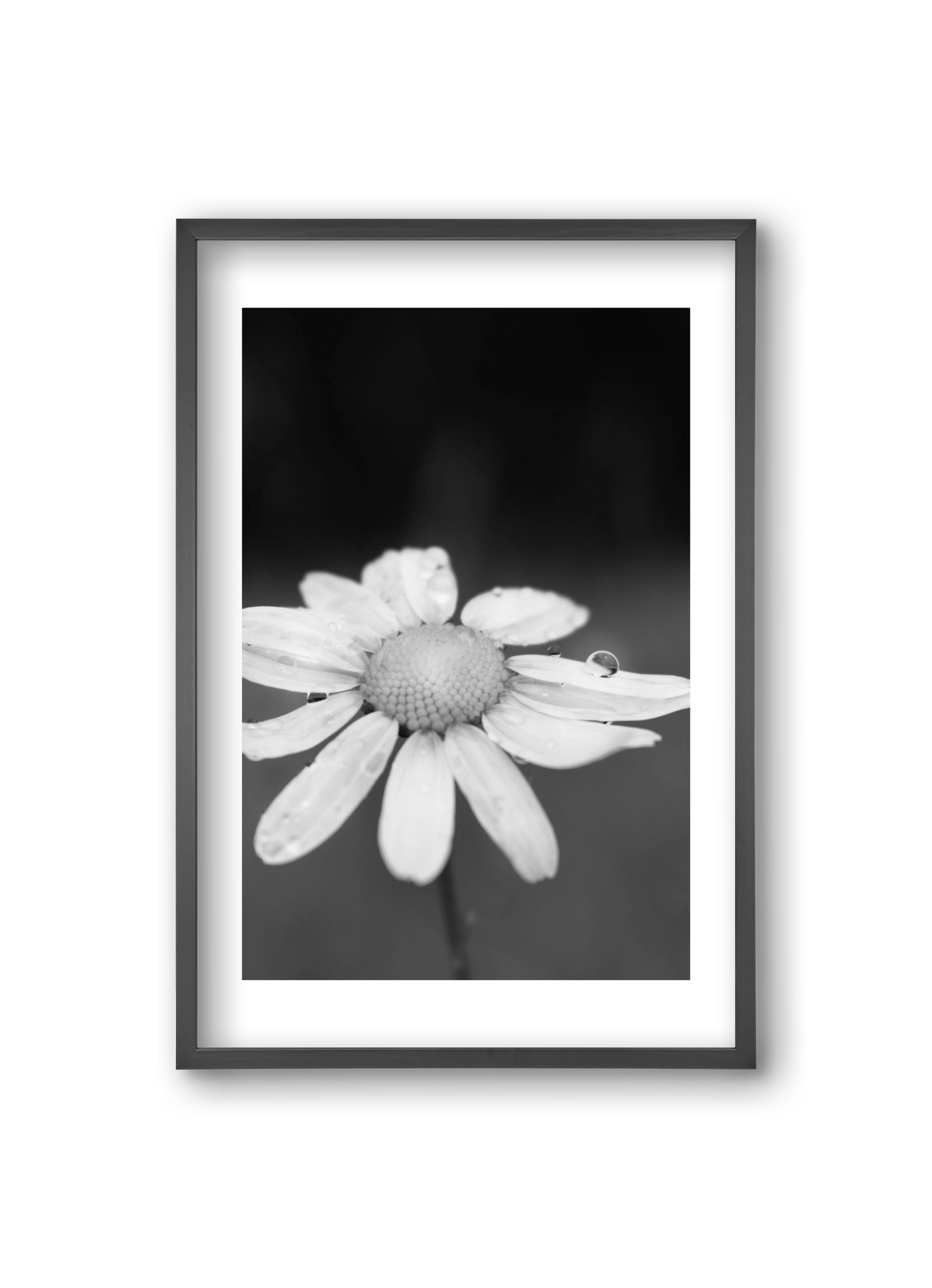 Chamomile, 20x30 cm (20x30 cm), Fekete keret