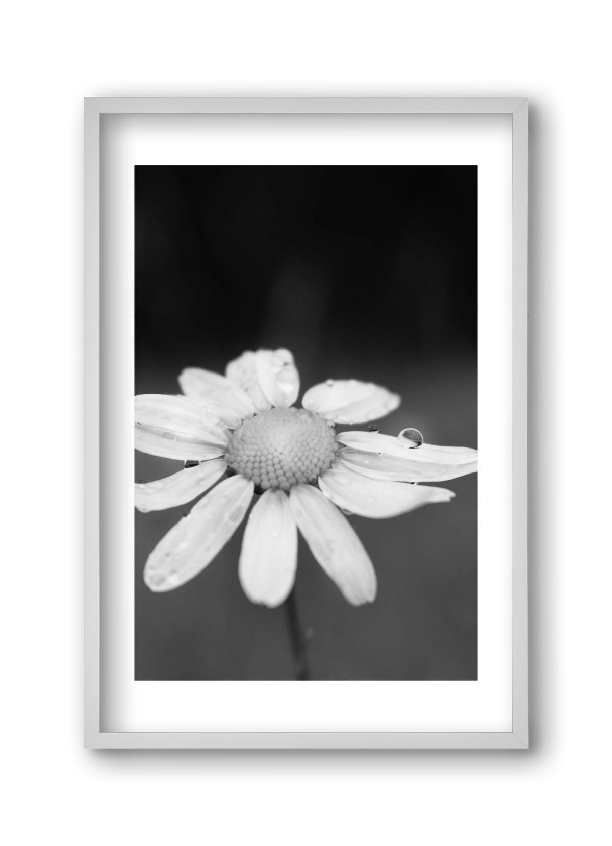 Chamomile, 30x45 cm (30x45 cm), Fehér keret