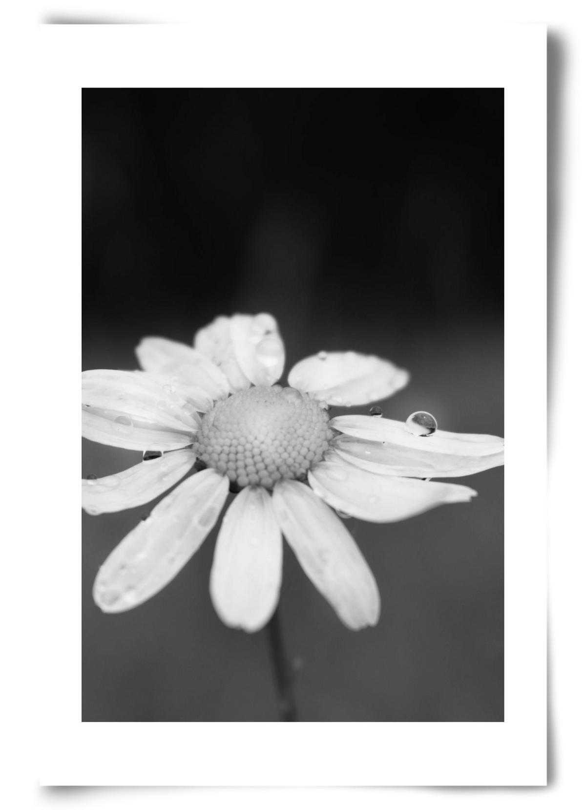 Chamomile, 60x90 cm, Keret nélkül