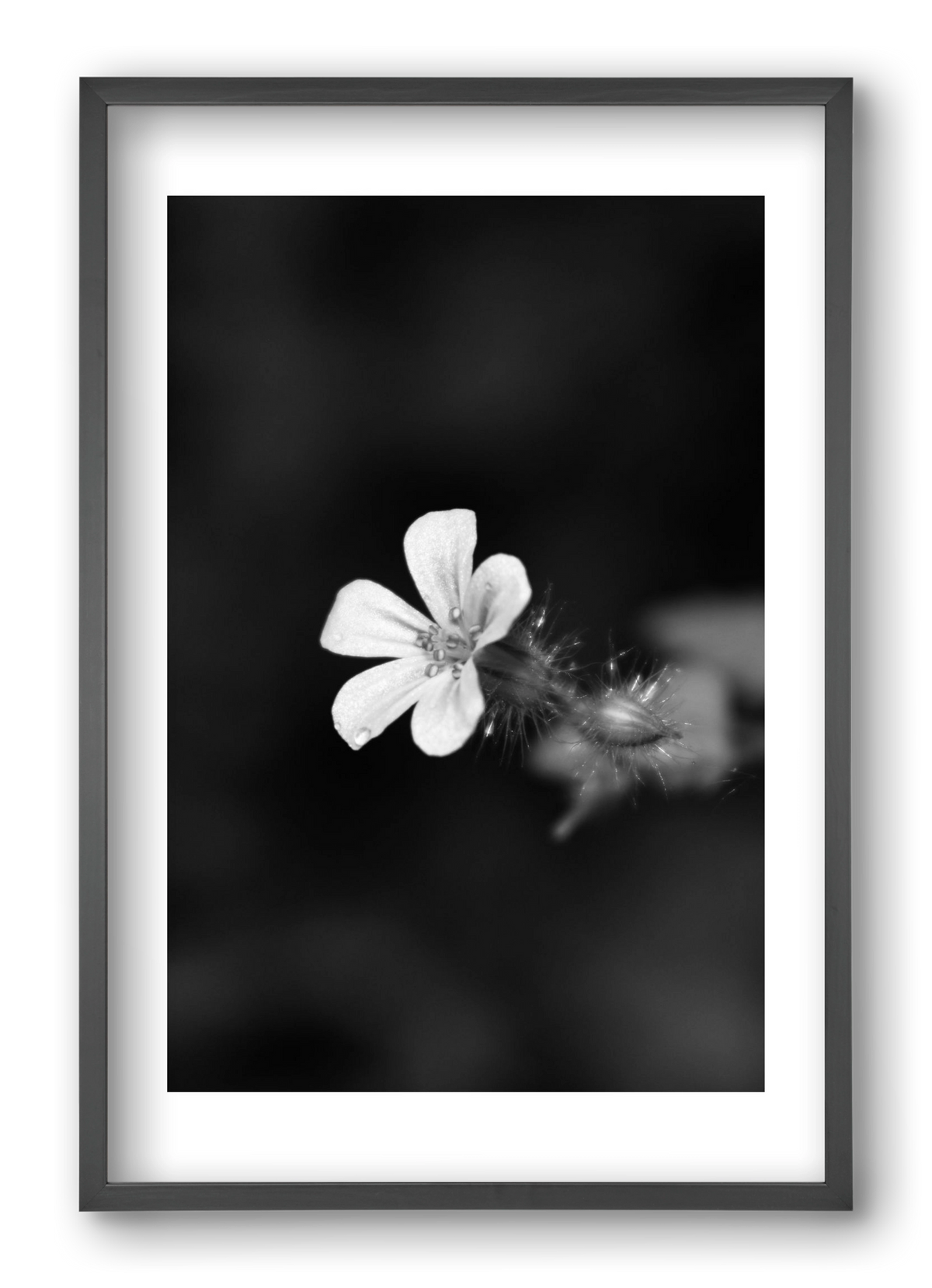 Geranium, 40x60 cm (40x60 cm), Fekete keret