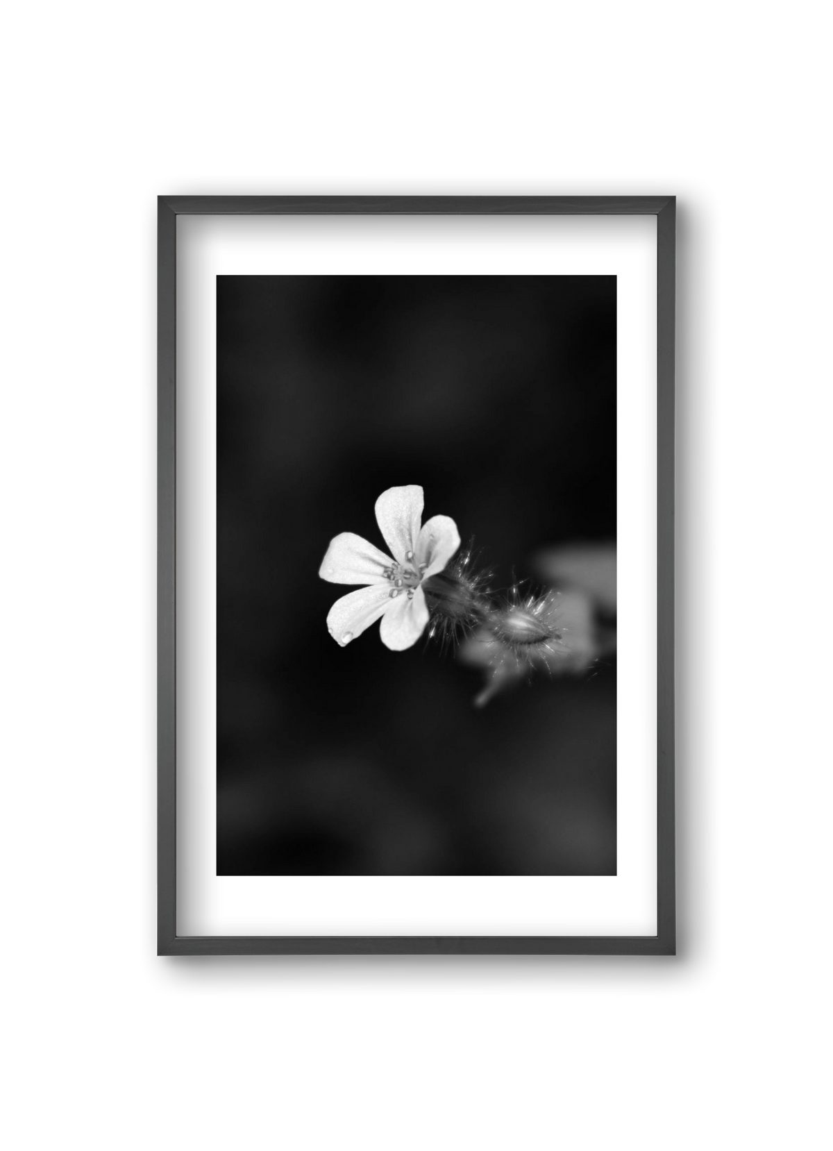 Geranium, 20x30 cm (20x30 cm), Fekete keret