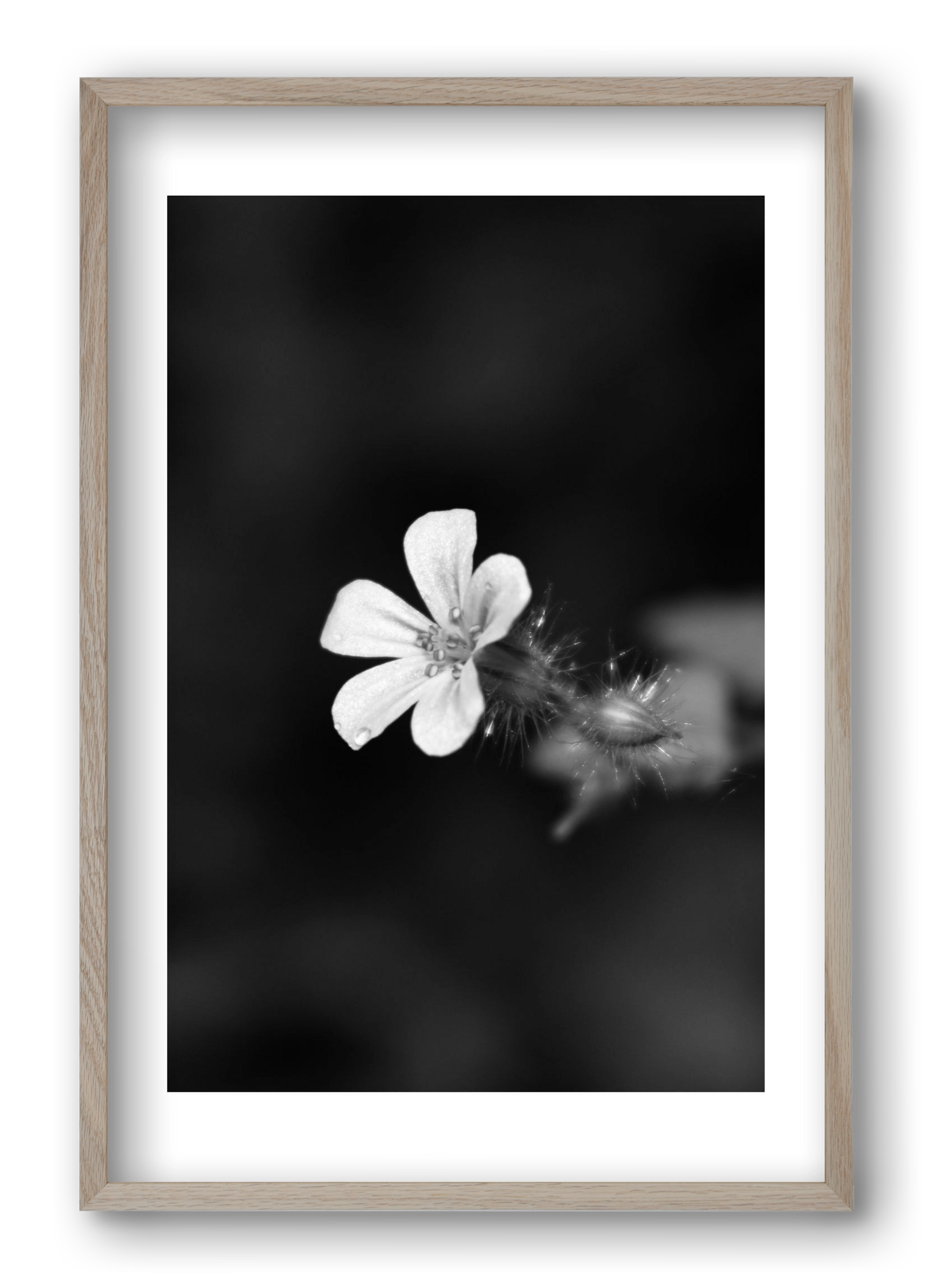 Geranium, 40x60 cm (40x60 cm), Tölgy keret