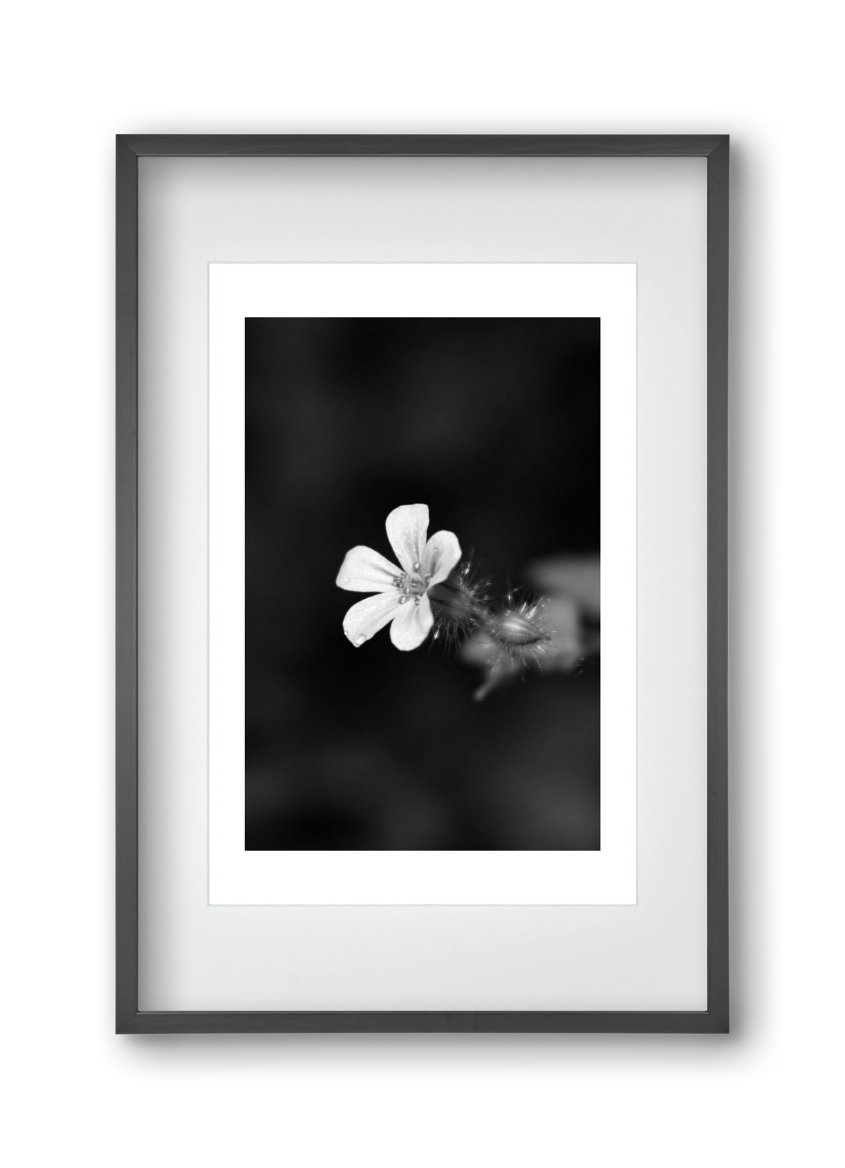 Geranium, 30x45 cm (20x30 cm), Fekete keret, paszpartuval