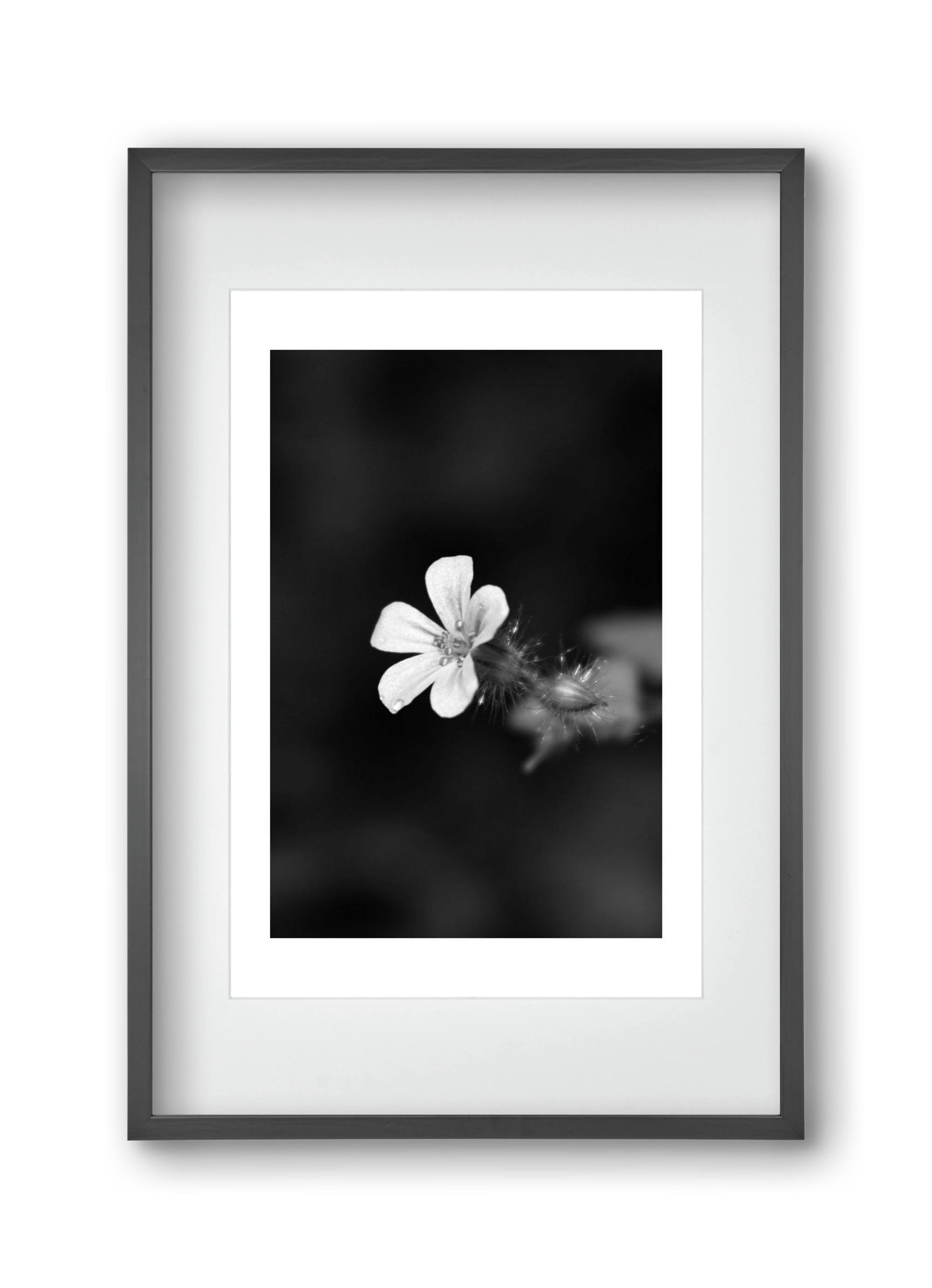 Geranium, 30x45 cm (20x30 cm), Fekete keret, paszpartuval