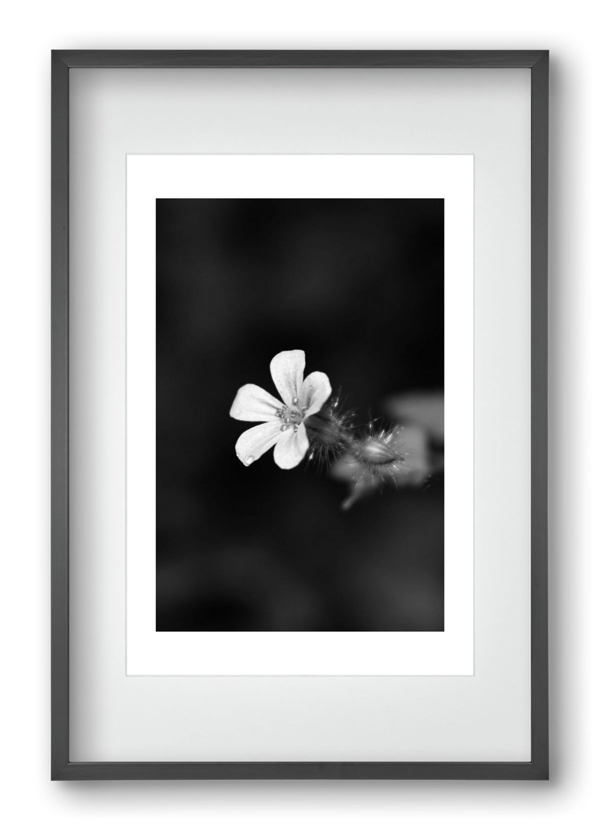 Geranium, 40x60 cm (30x45 cm), Fekete keret, paszpartuval