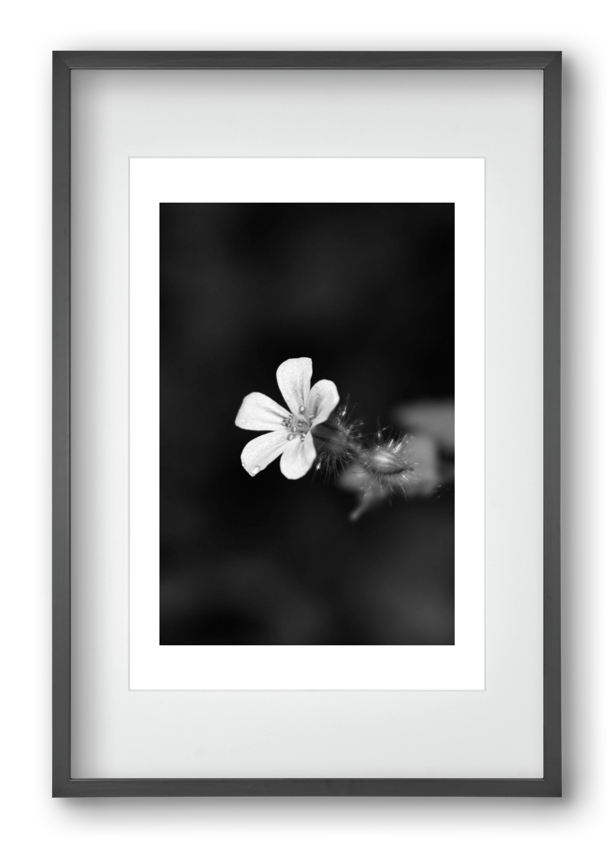 Geranium, 40x60 cm (30x45 cm), Fekete keret, paszpartuval