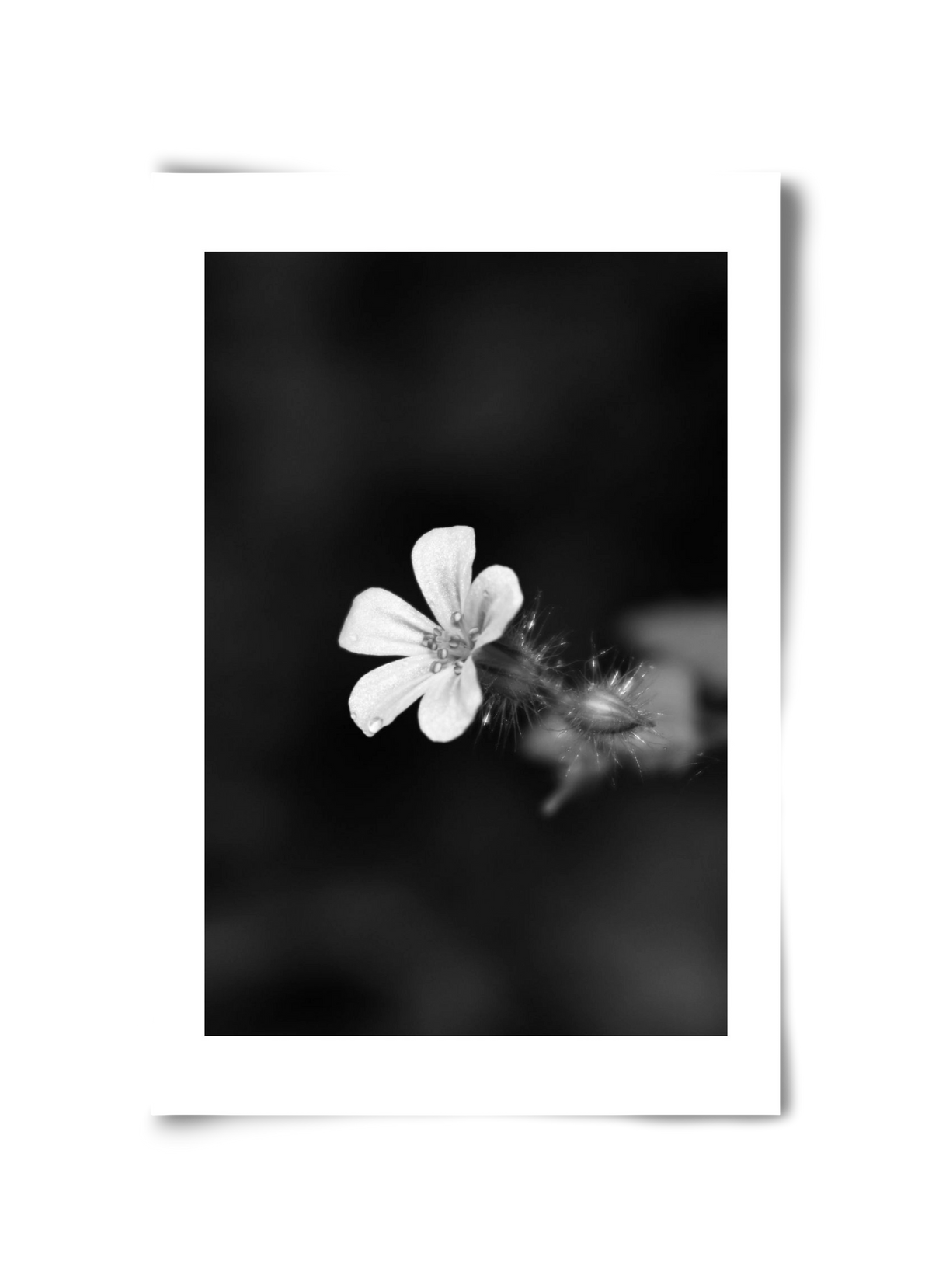 Geranium, 30x45 cm, Keret nélkül