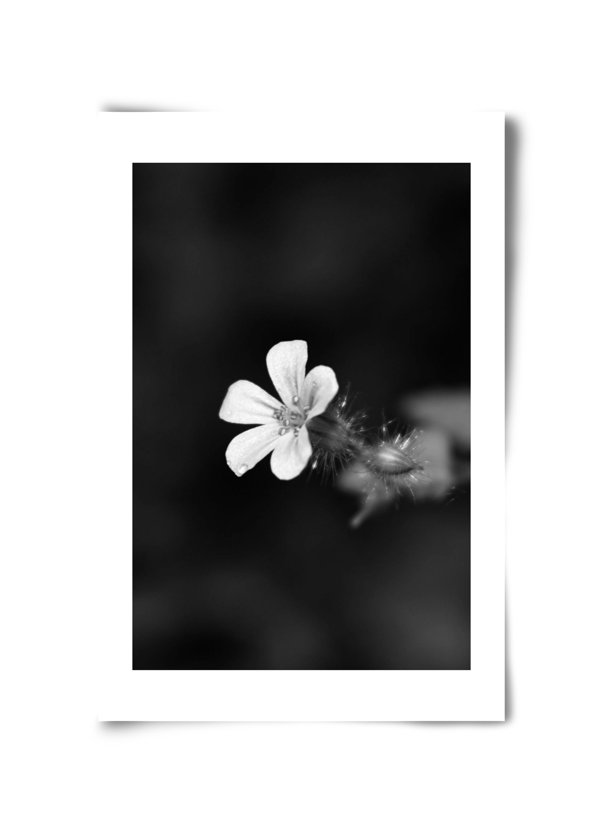 Geranium, 30x45 cm, Keret nélkül