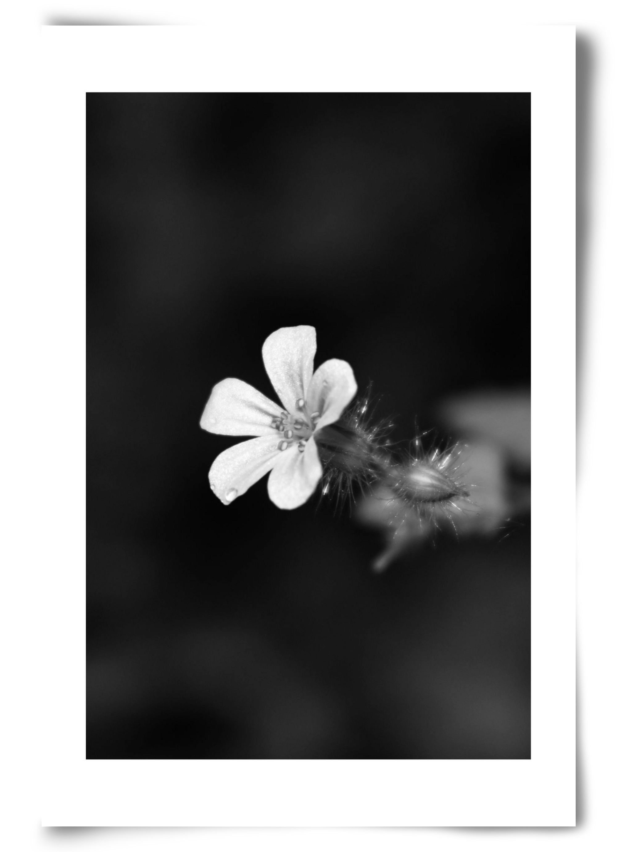 Geranium, 60x90 cm, Keret nélkül