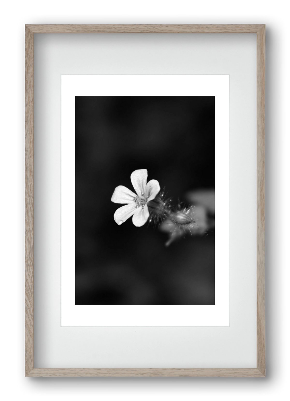 Geranium, 40x60 cm (30x45 cm), Tölgy keret, paszpartuval