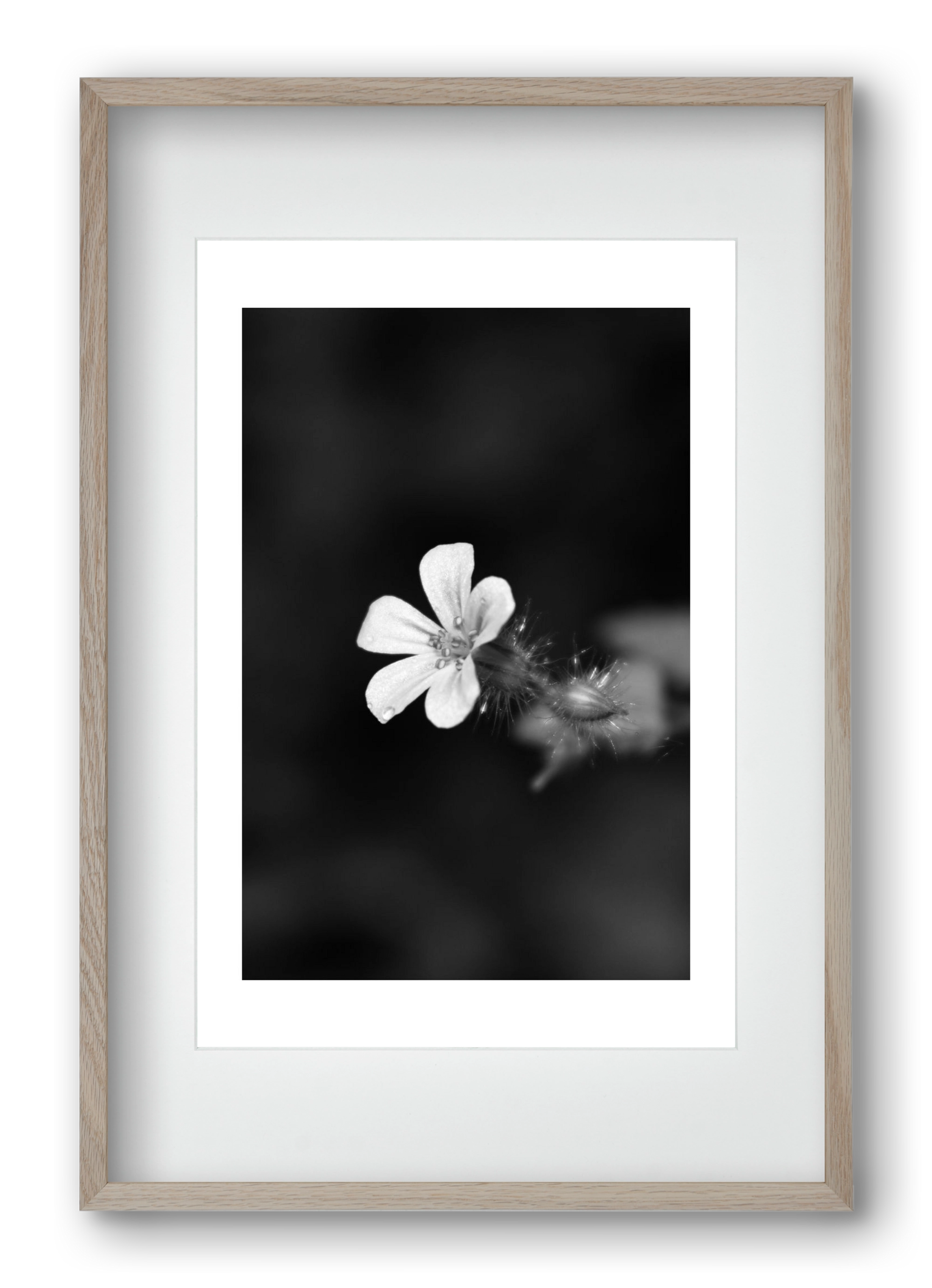 Geranium, 40x60 cm (30x45 cm), Tölgy keret, paszpartuval