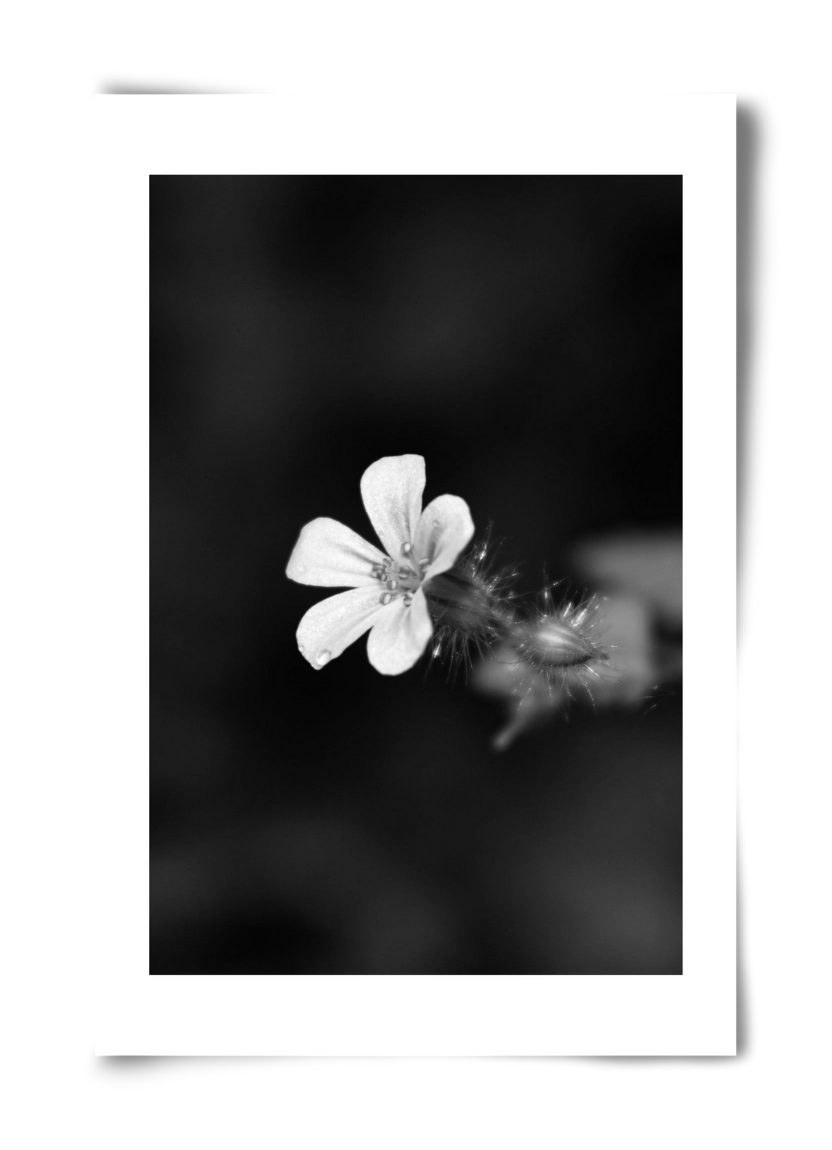 Geranium, 40x60 cm, Keret nélkül