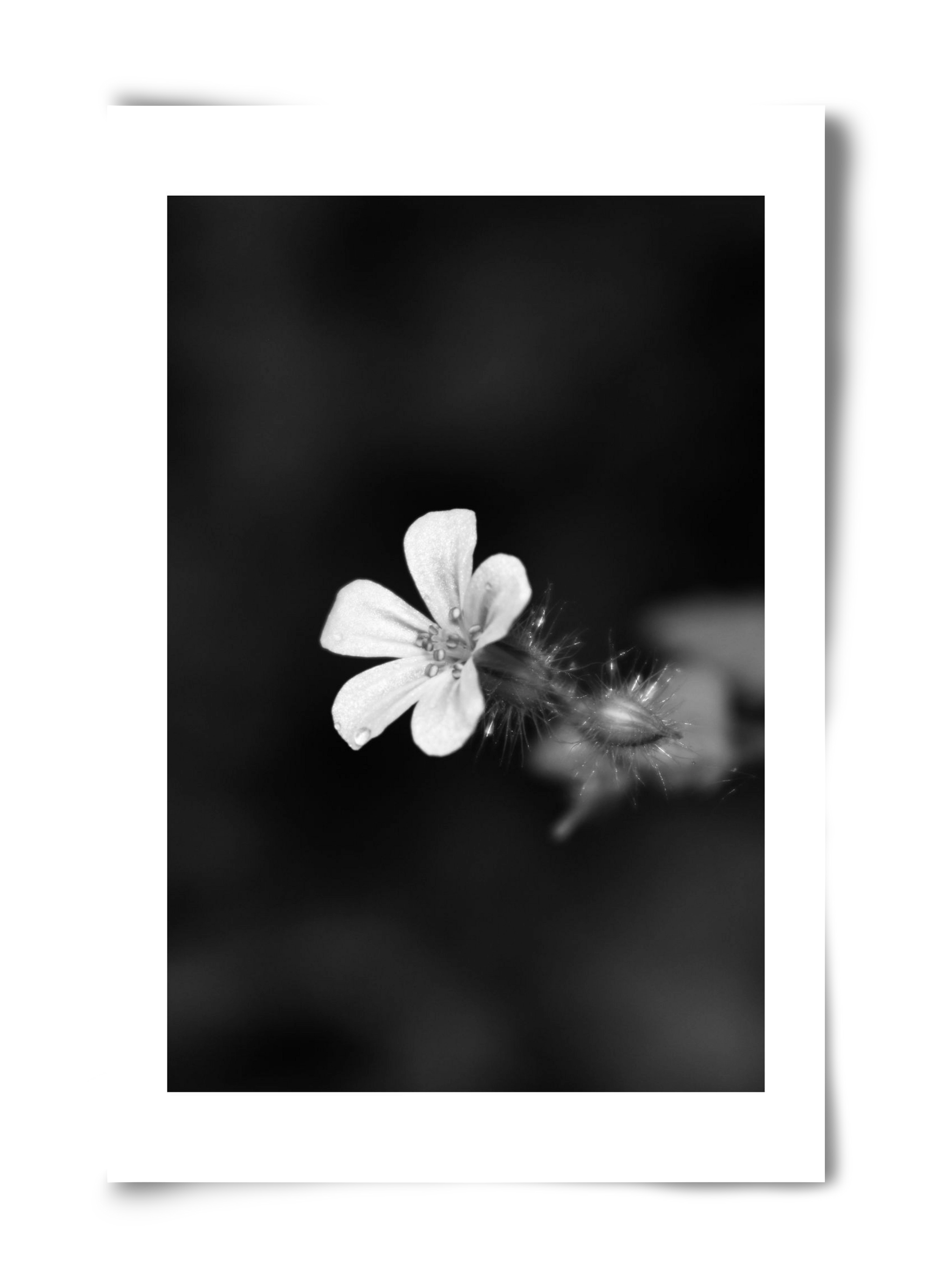 Geranium, 40x60 cm, Keret nélkül