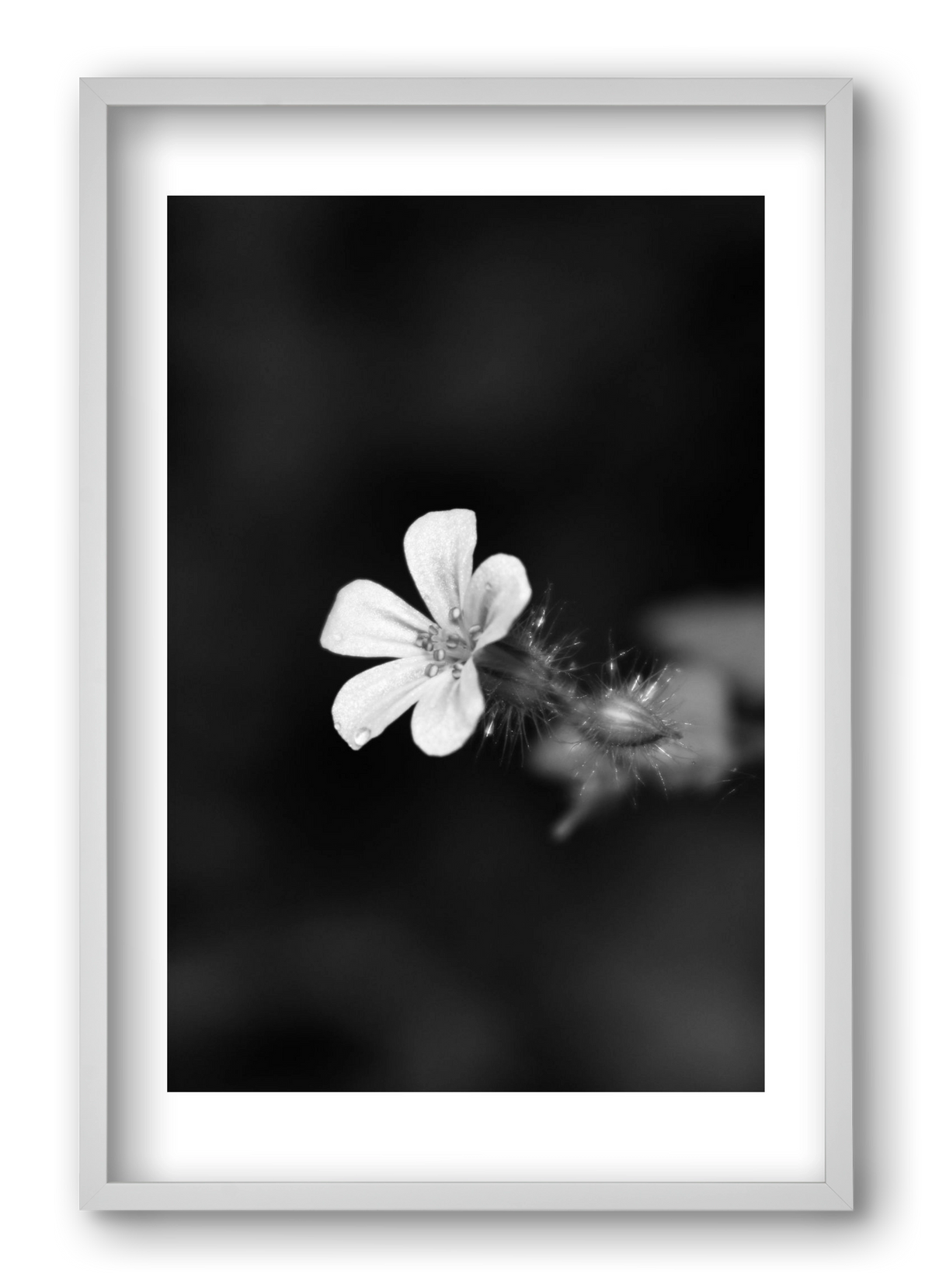 Geranium, 40x60 cm (40x60 cm), Fehér keret