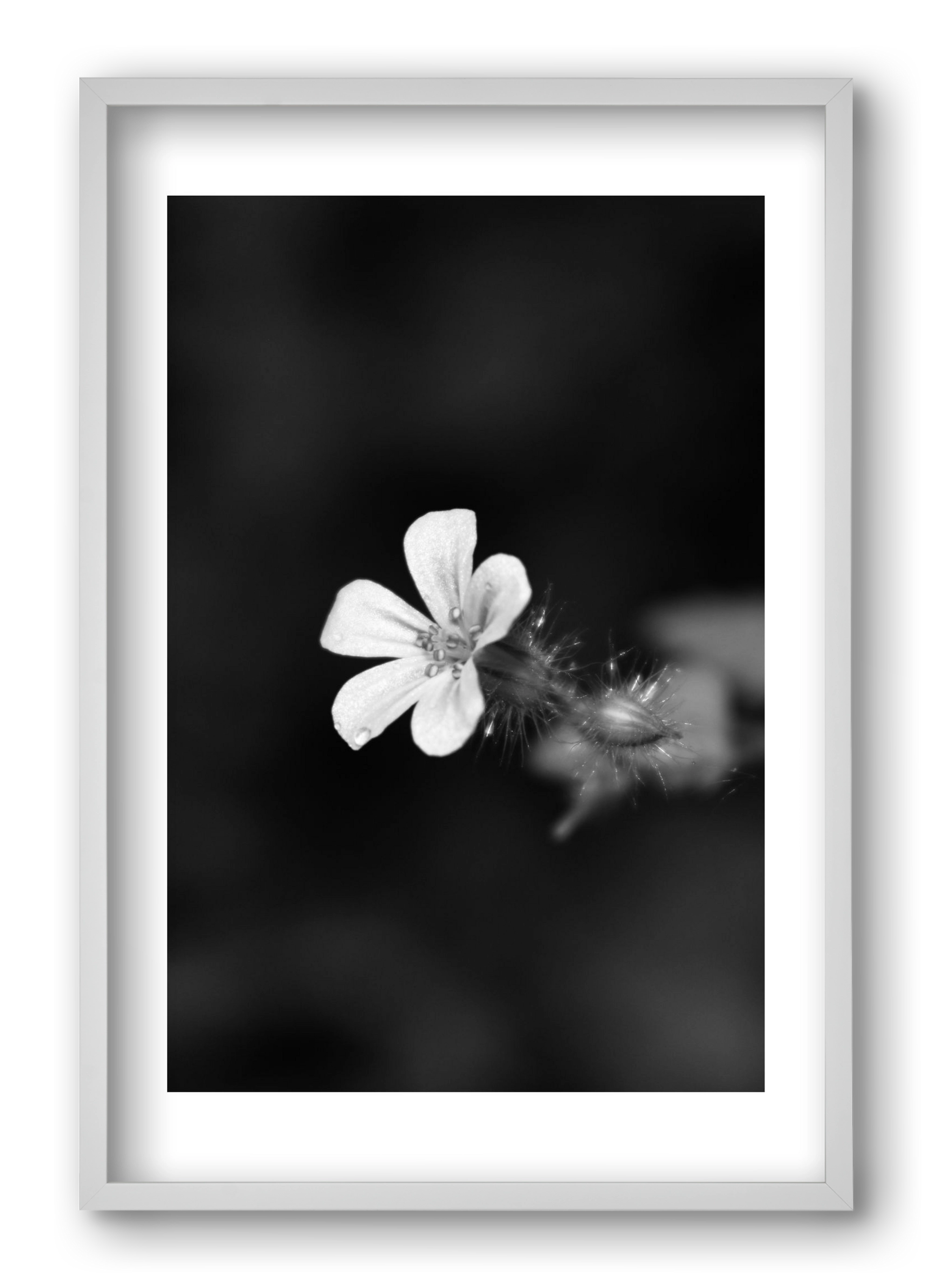 Geranium, 40x60 cm (40x60 cm), Fehér keret