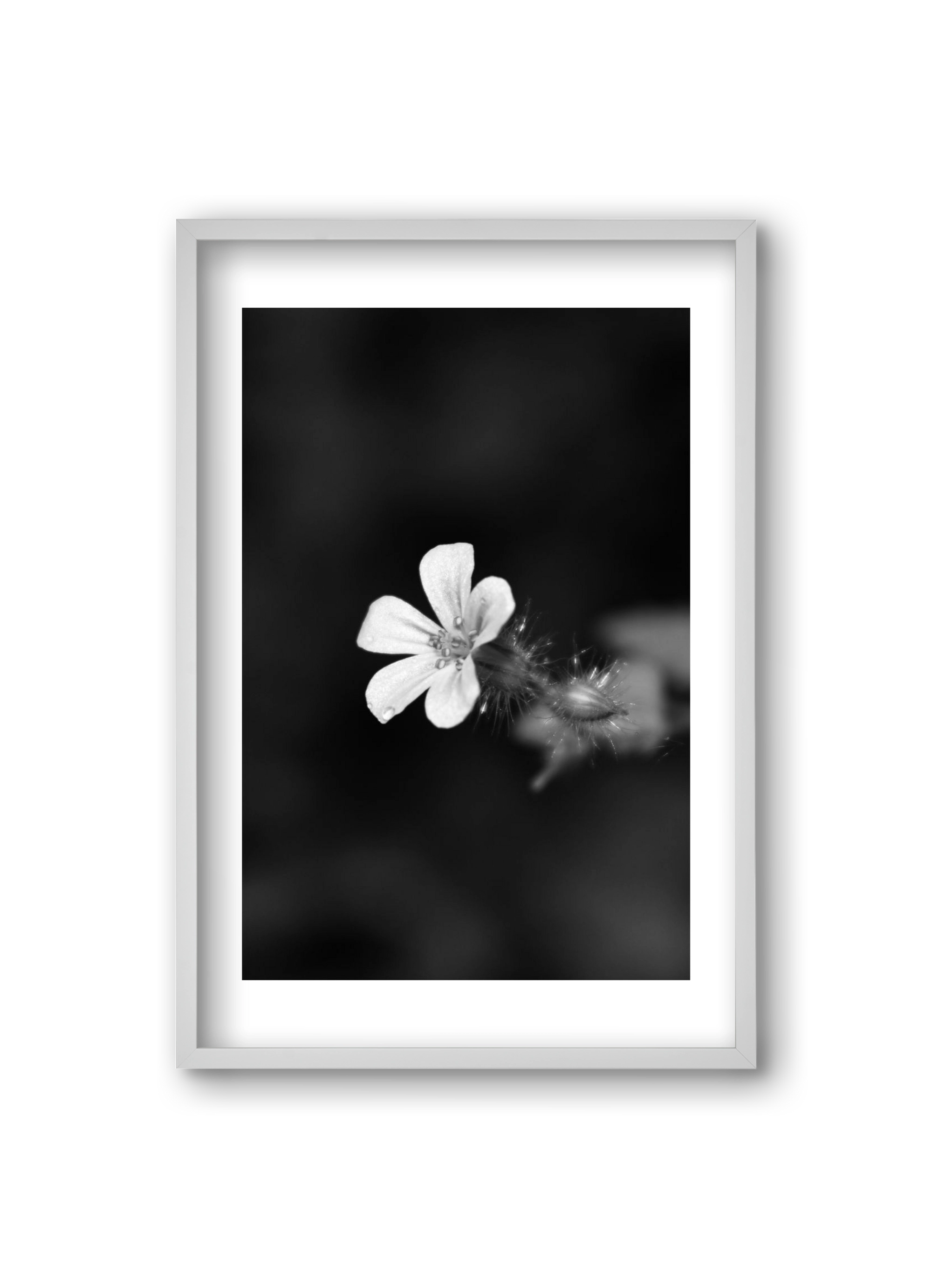 Geranium, 20x30 cm (20x30 cm), Fehér keret