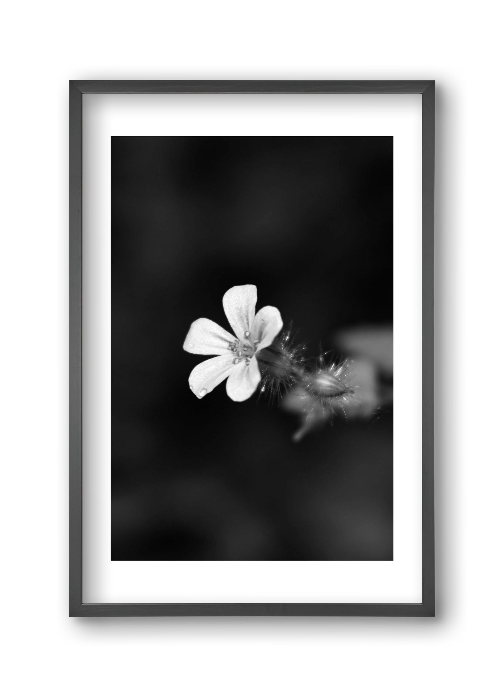 Geranium, 30x45 cm (30x45 cm), Fekete keret