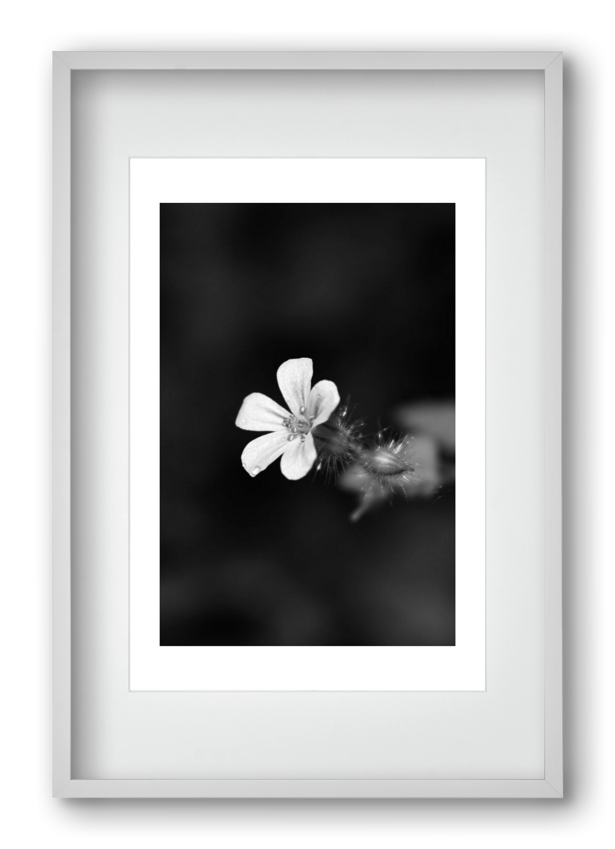 Geranium, 40x60 cm (30x45 cm), Fehér keret, paszpartuval