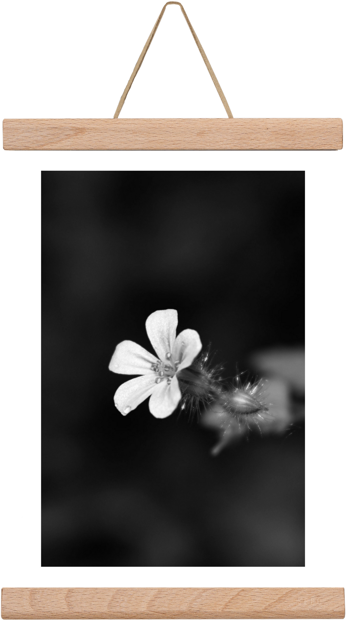 Geranium, 20x30 cm (20x30 cm), Tölgy akasztó
