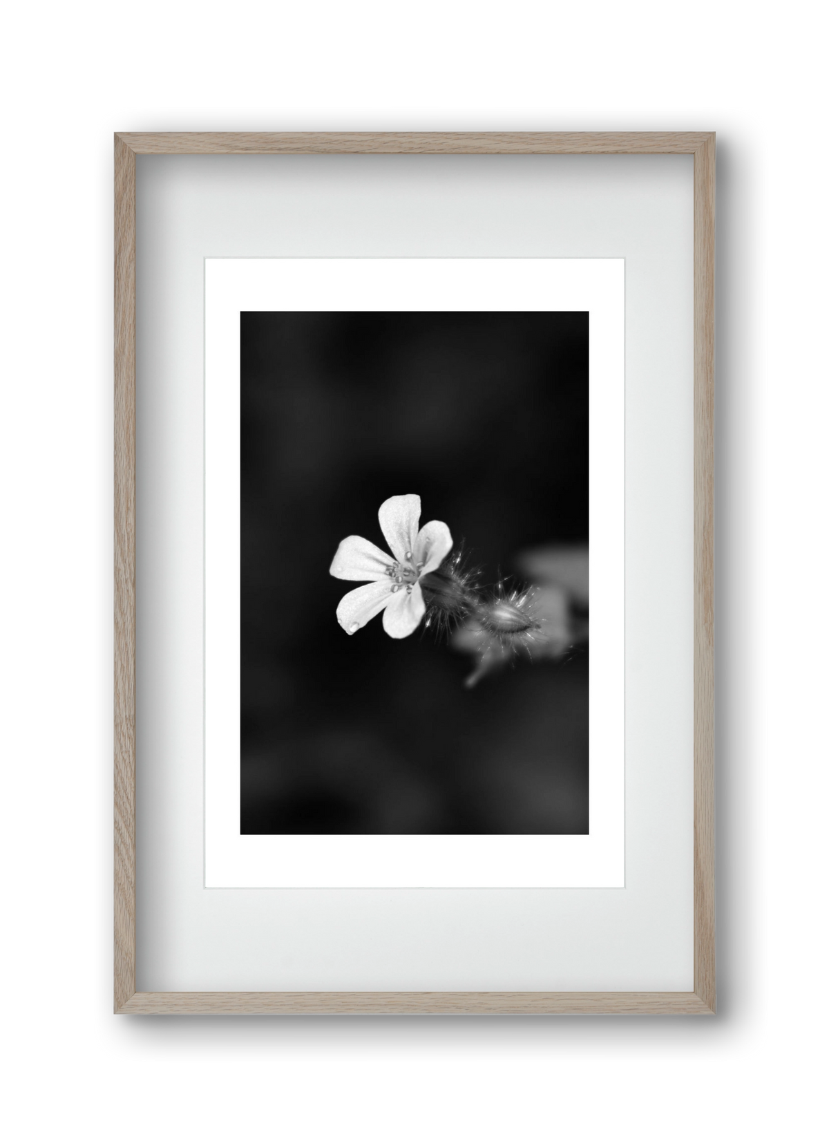 Geranium, 30x45 cm (20x30 cm), Tölgy keret, paszpartuval