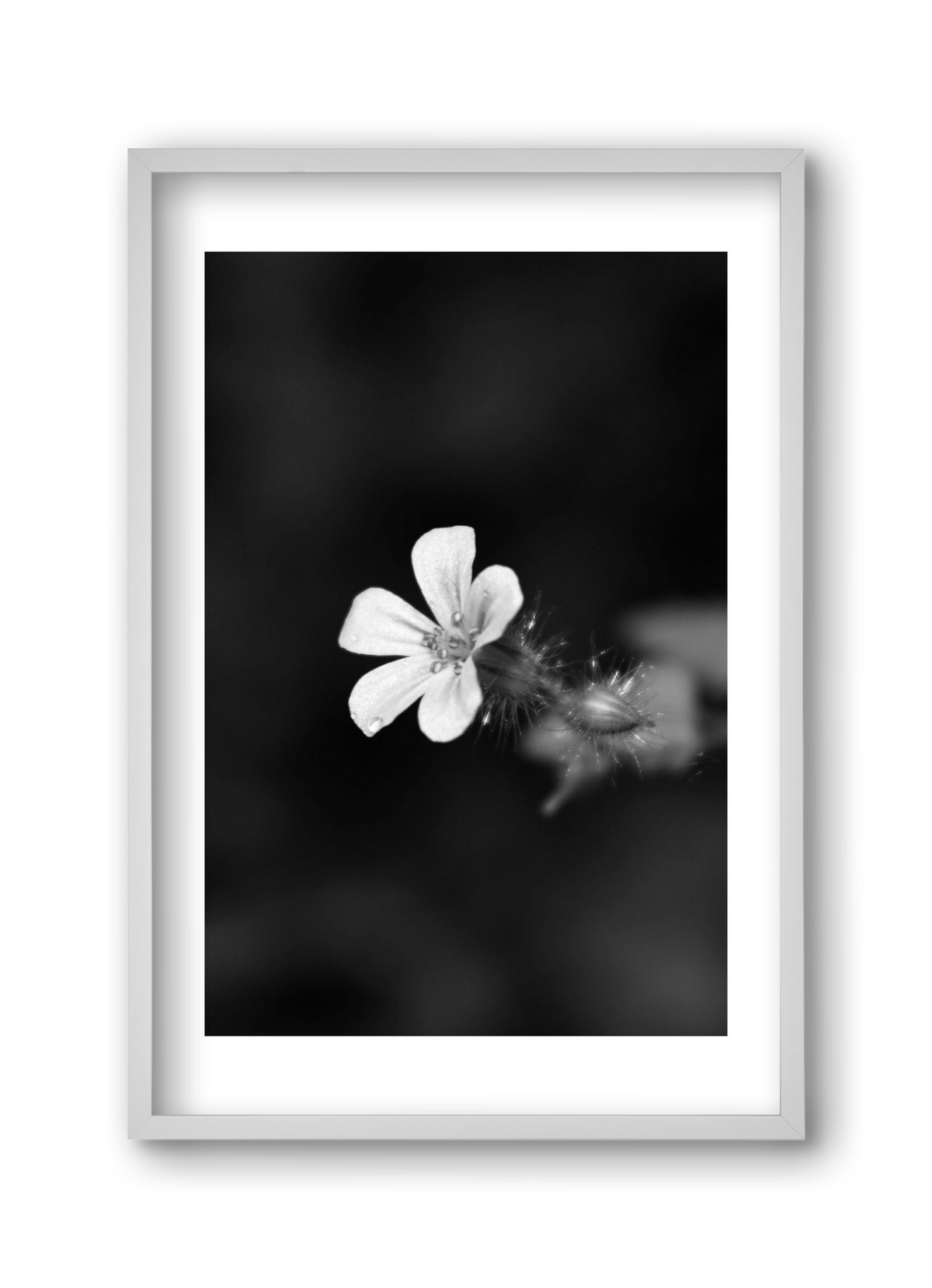 Geranium, 30x45 cm (30x45 cm), Fehér keret