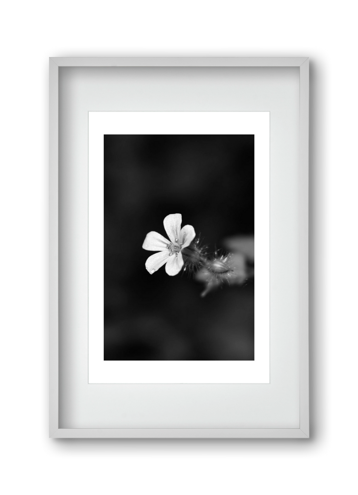 Geranium, 30x45 cm (20x30 cm), Fehér keret, paszpartuval