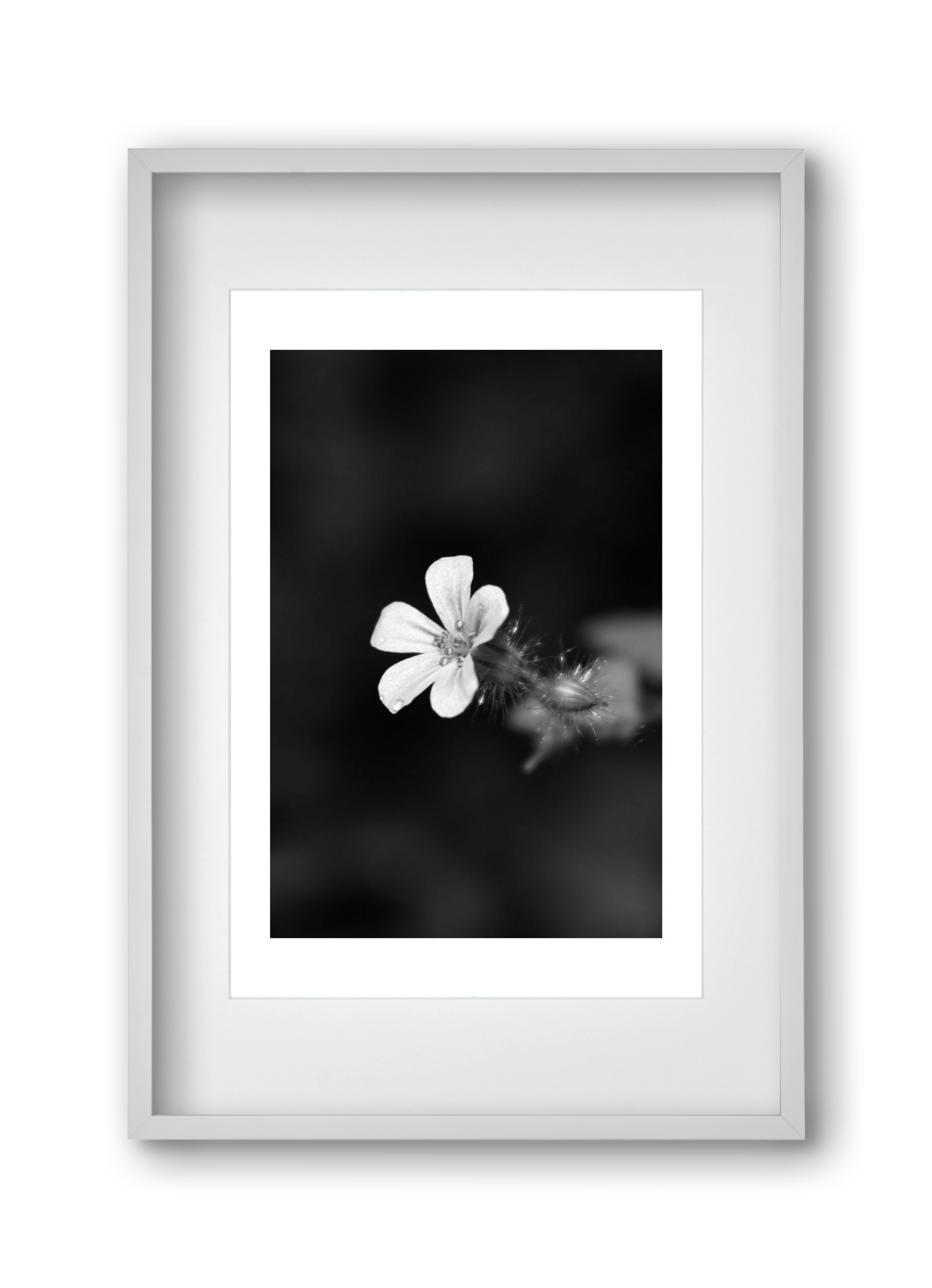 Geranium, 30x45 cm (20x30 cm), Fehér keret, paszpartuval