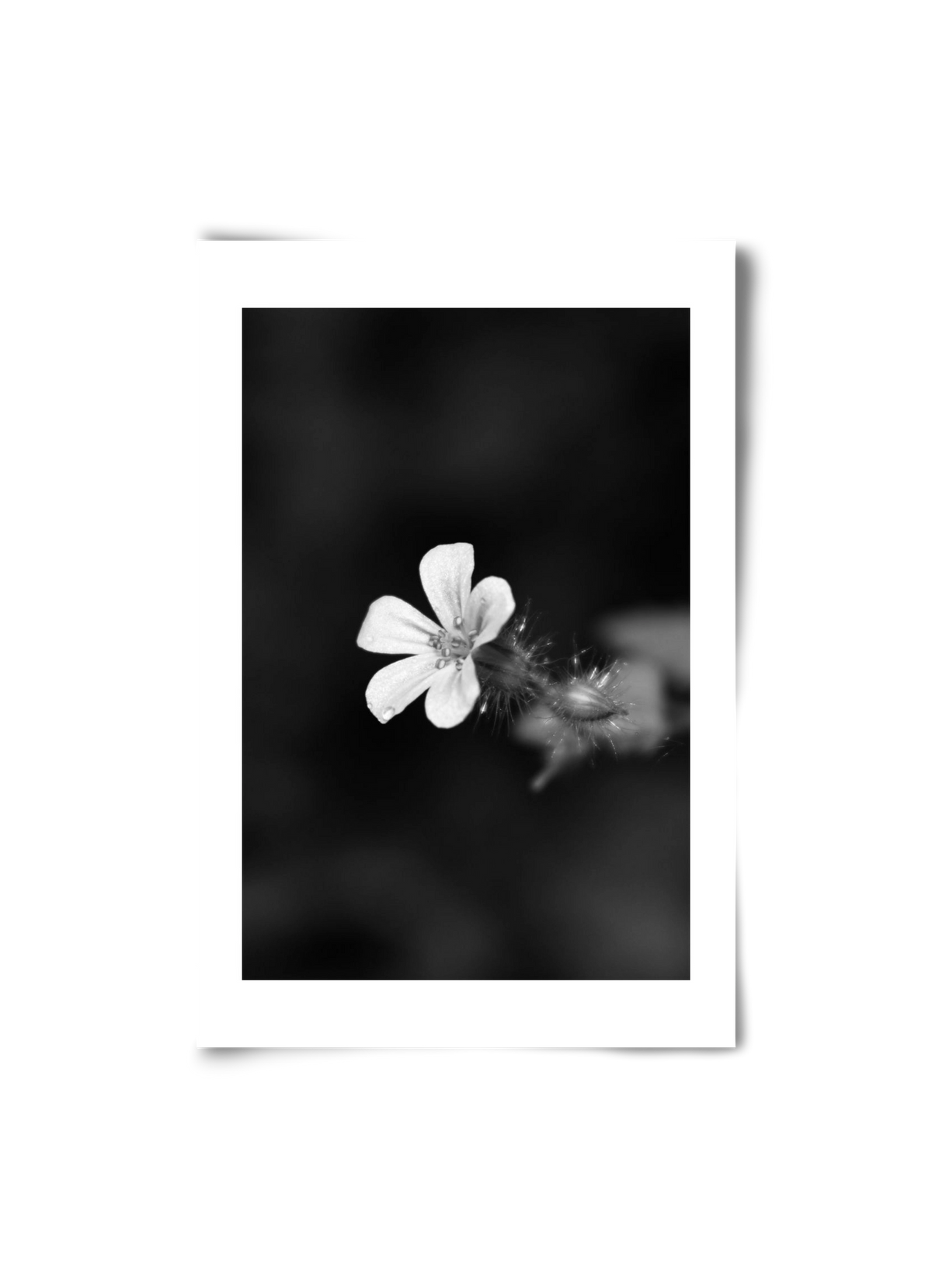 Geranium, 20x30 cm, Keret nélkül