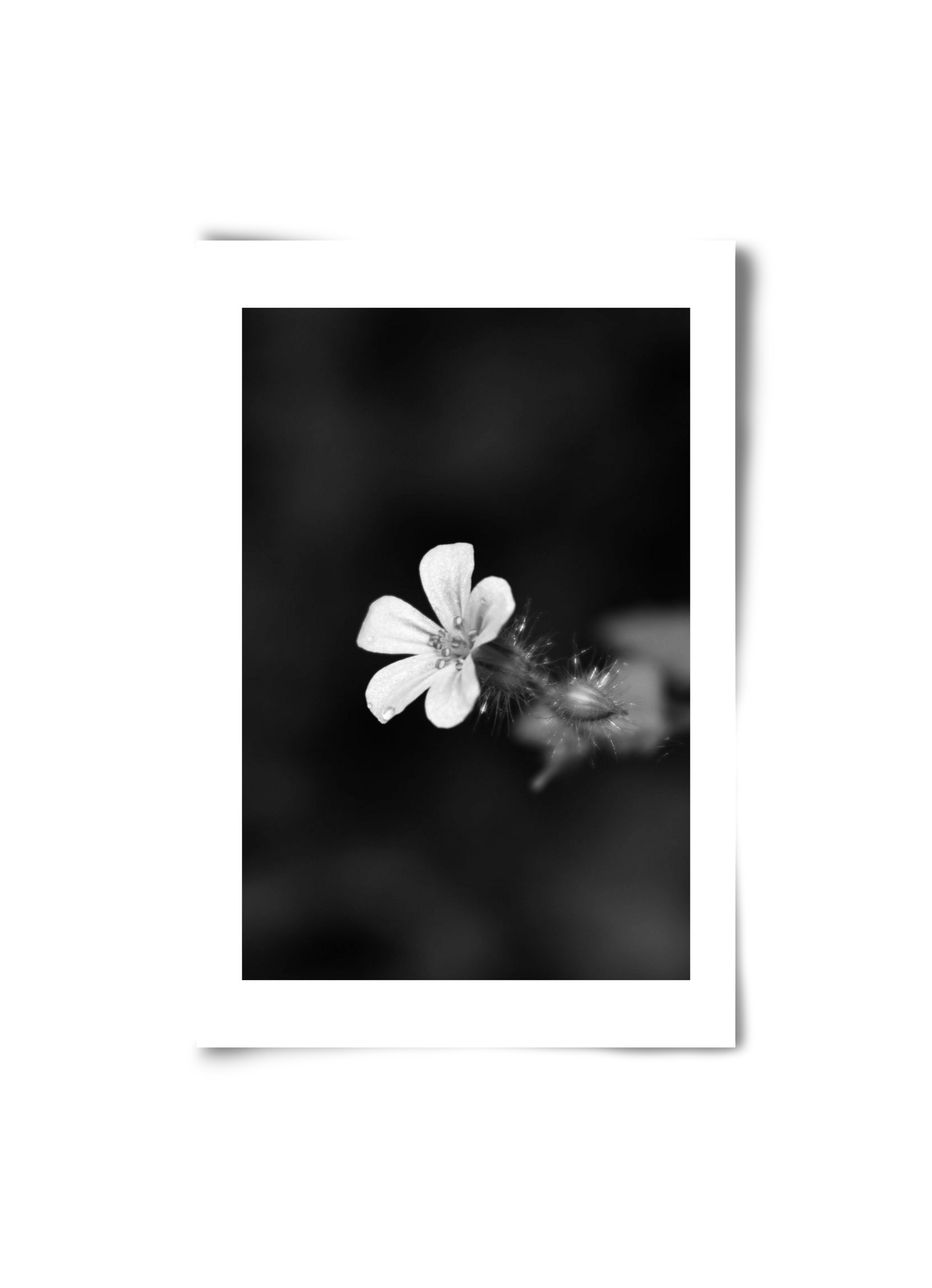 Geranium, 20x30 cm, Keret nélkül