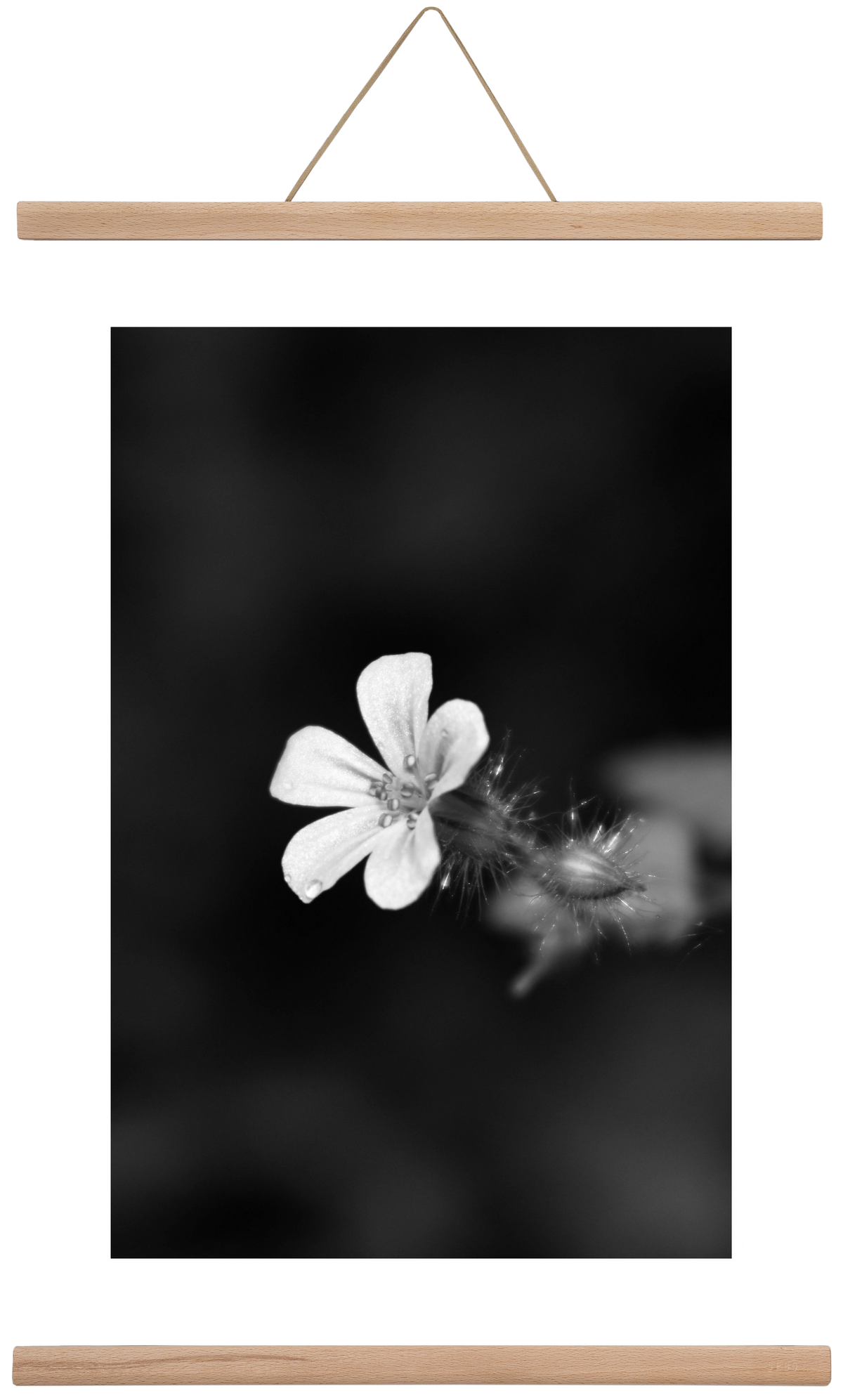 Geranium, 40x60 cm (40x60 cm), Tölgy akasztó