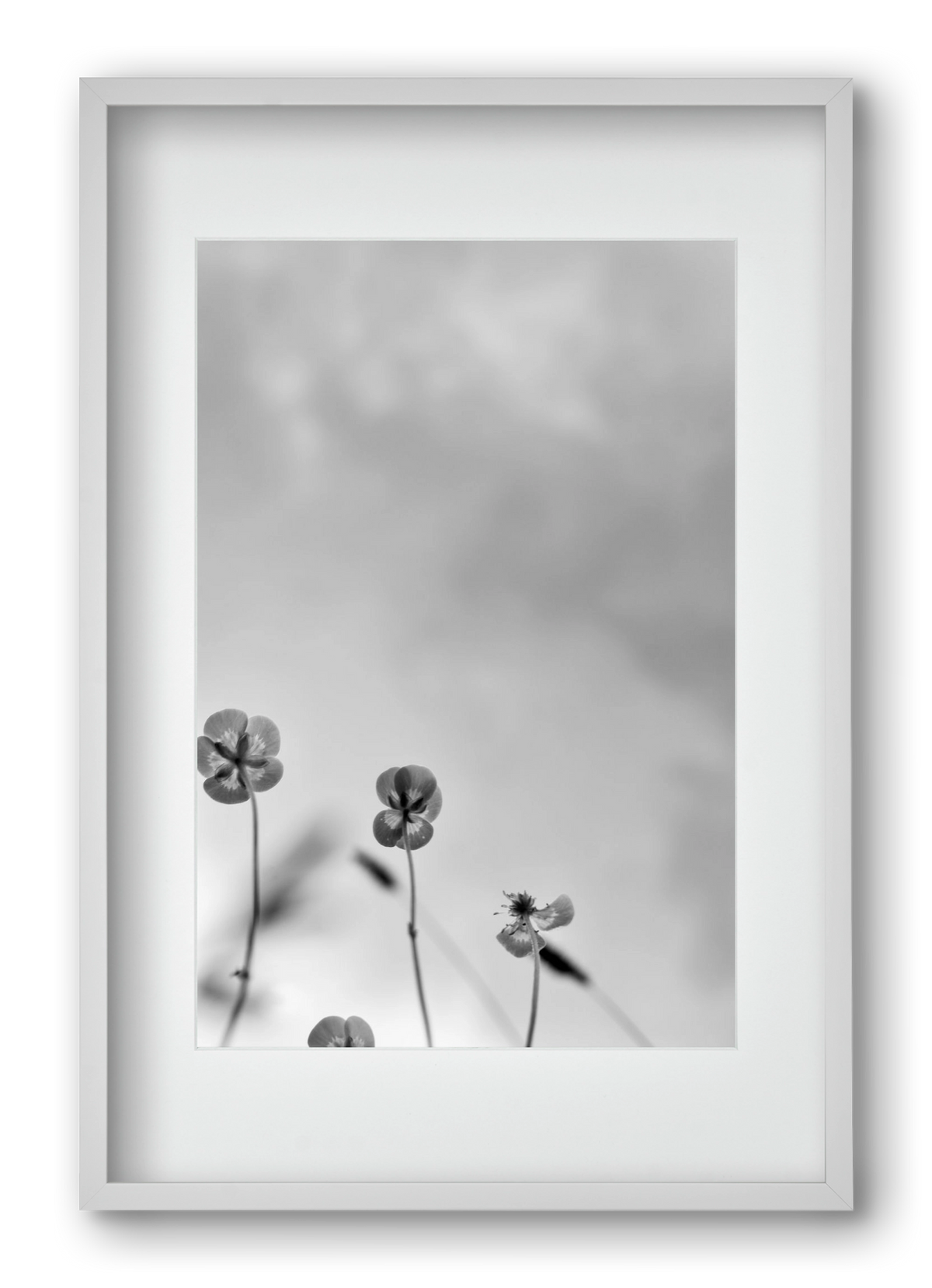 Buttercups, 40x60 cm (30x45 cm), Fehér keret, paszpartuval