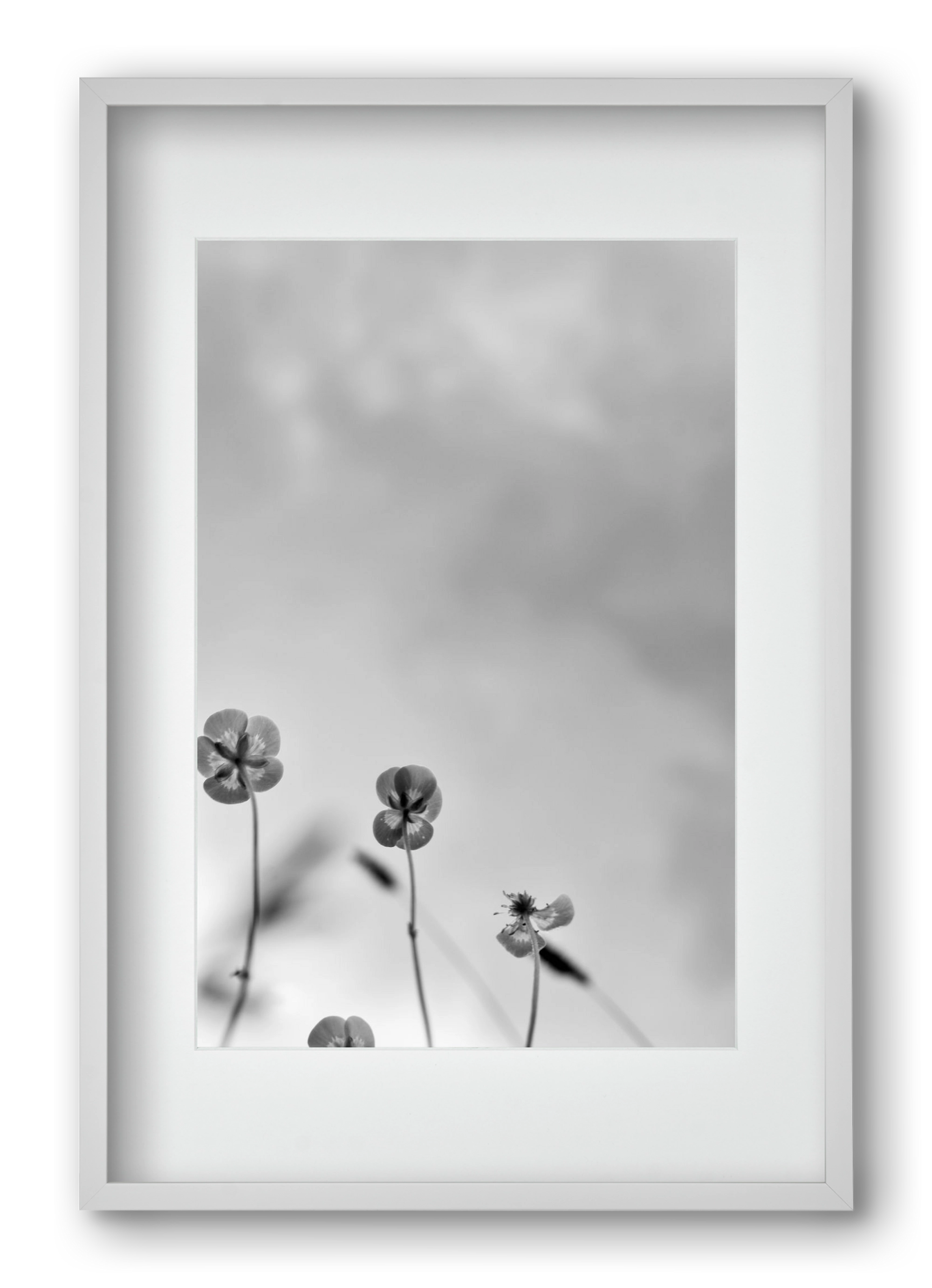 Buttercups, 40x60 cm (30x45 cm), Fehér keret, paszpartuval