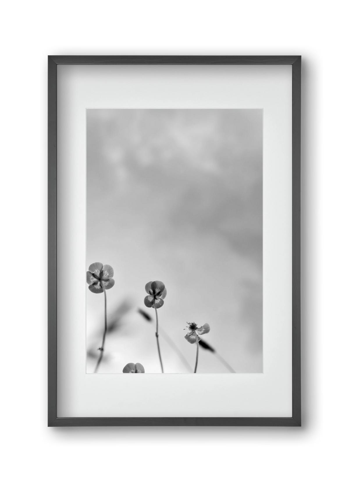 Buttercups, 30x45 cm (20x30 cm), Fekete keret, paszpartuval