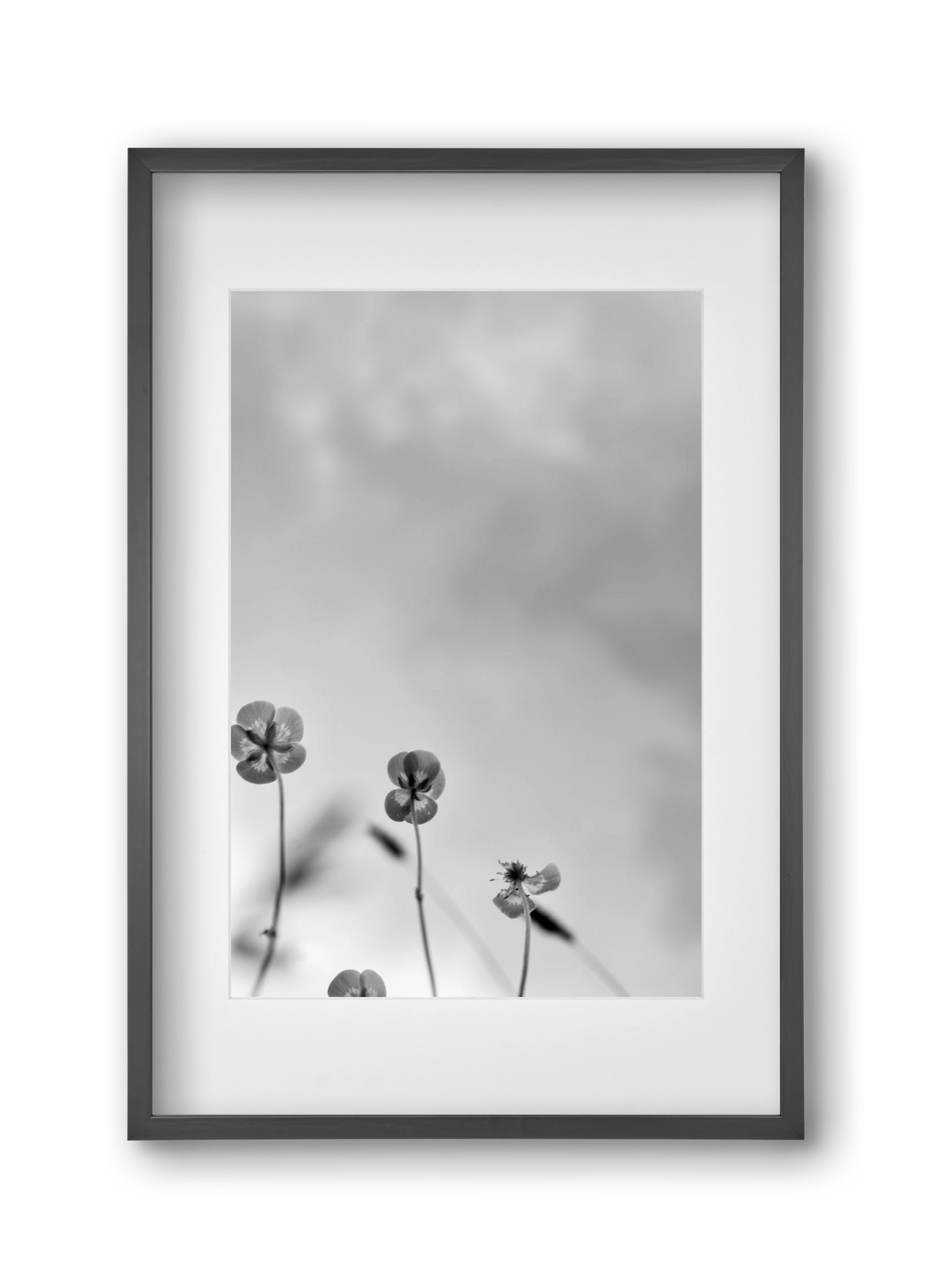 Buttercups, 30x45 cm (20x30 cm), Fekete keret, paszpartuval