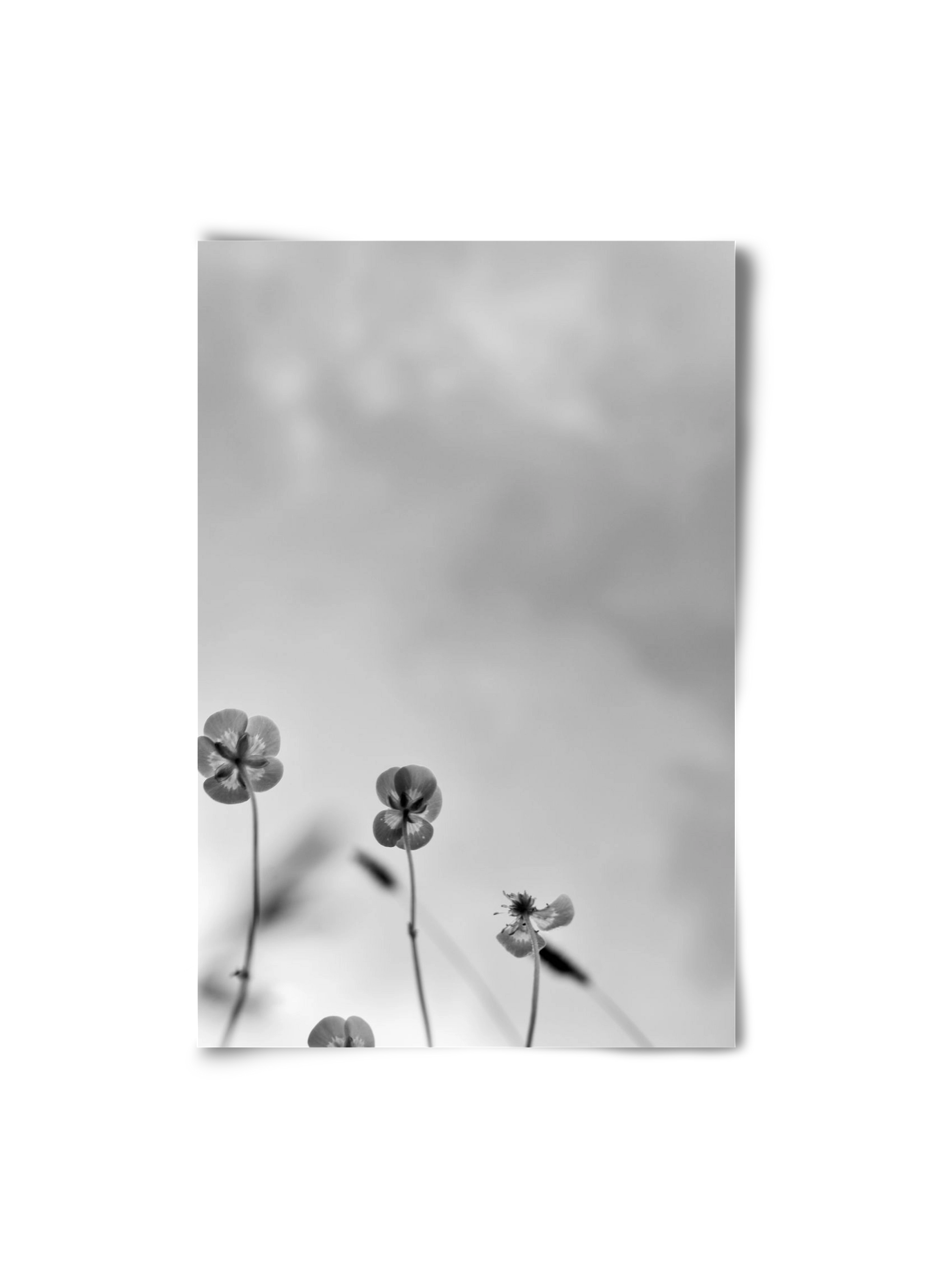 Buttercups, 20x30 cm, Keret nélkül