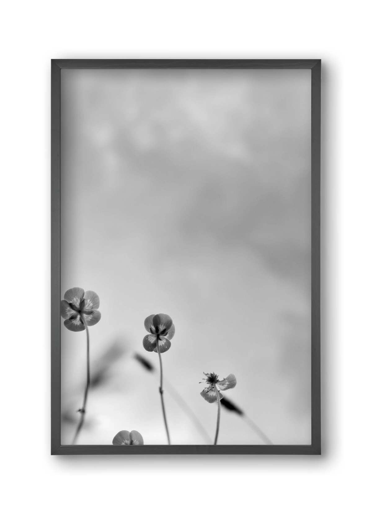 Buttercups, 30x45 cm (30x45 cm), Fekete keret