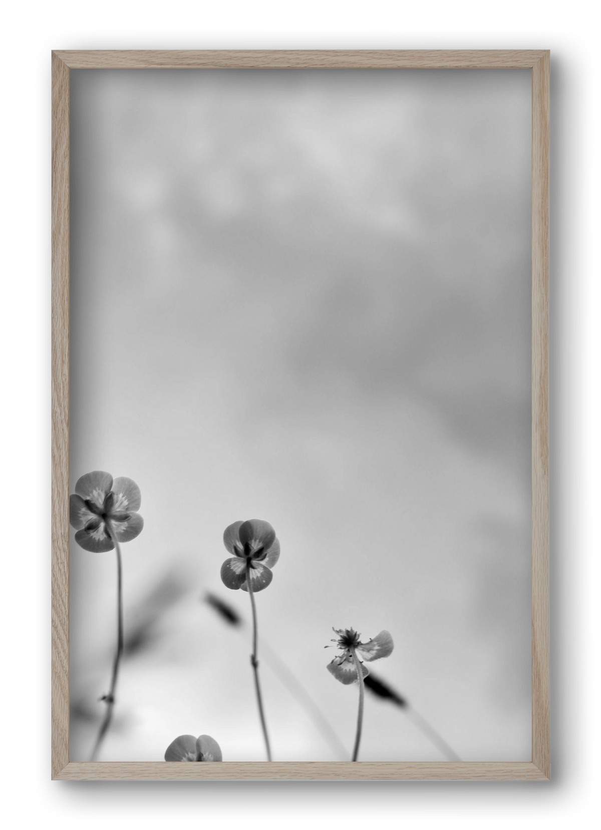 Buttercups, 40x60 cm (40x60 cm), Tölgy keret