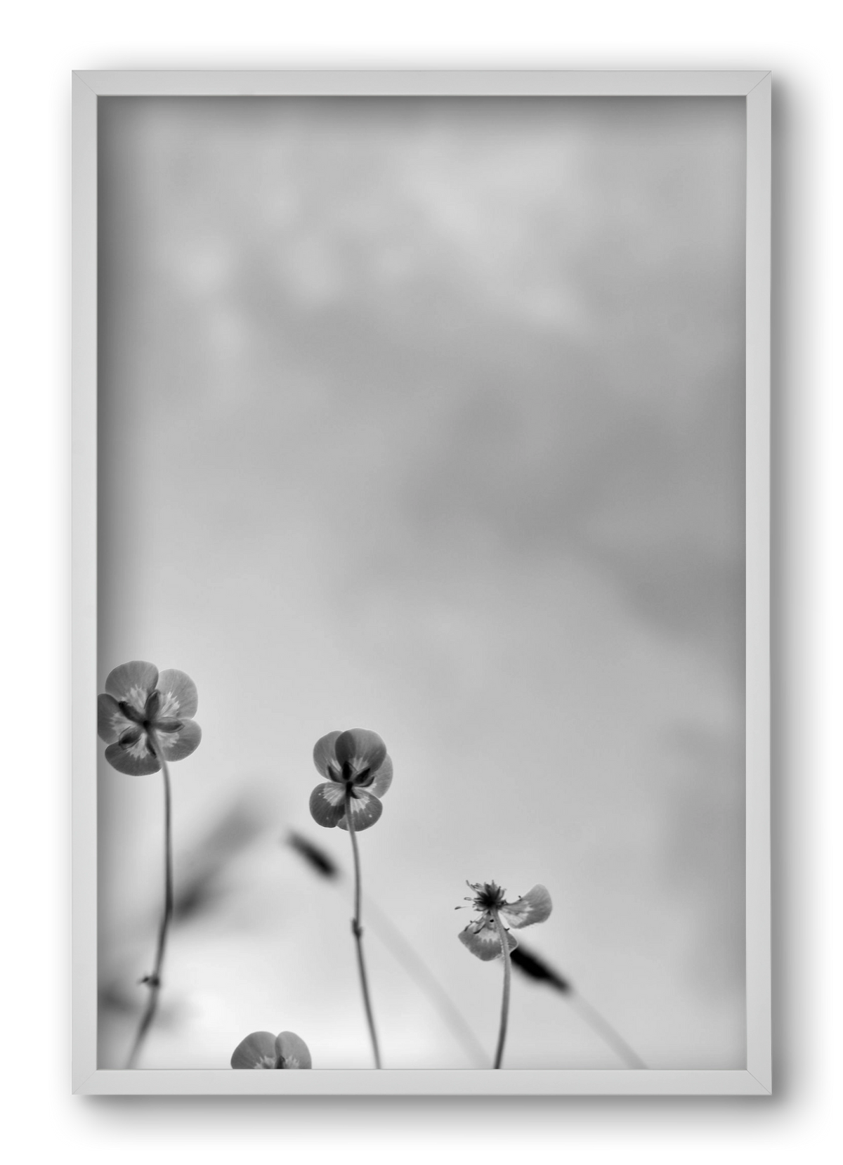 Buttercups, 40x60 cm (40x60 cm), Fehér keret