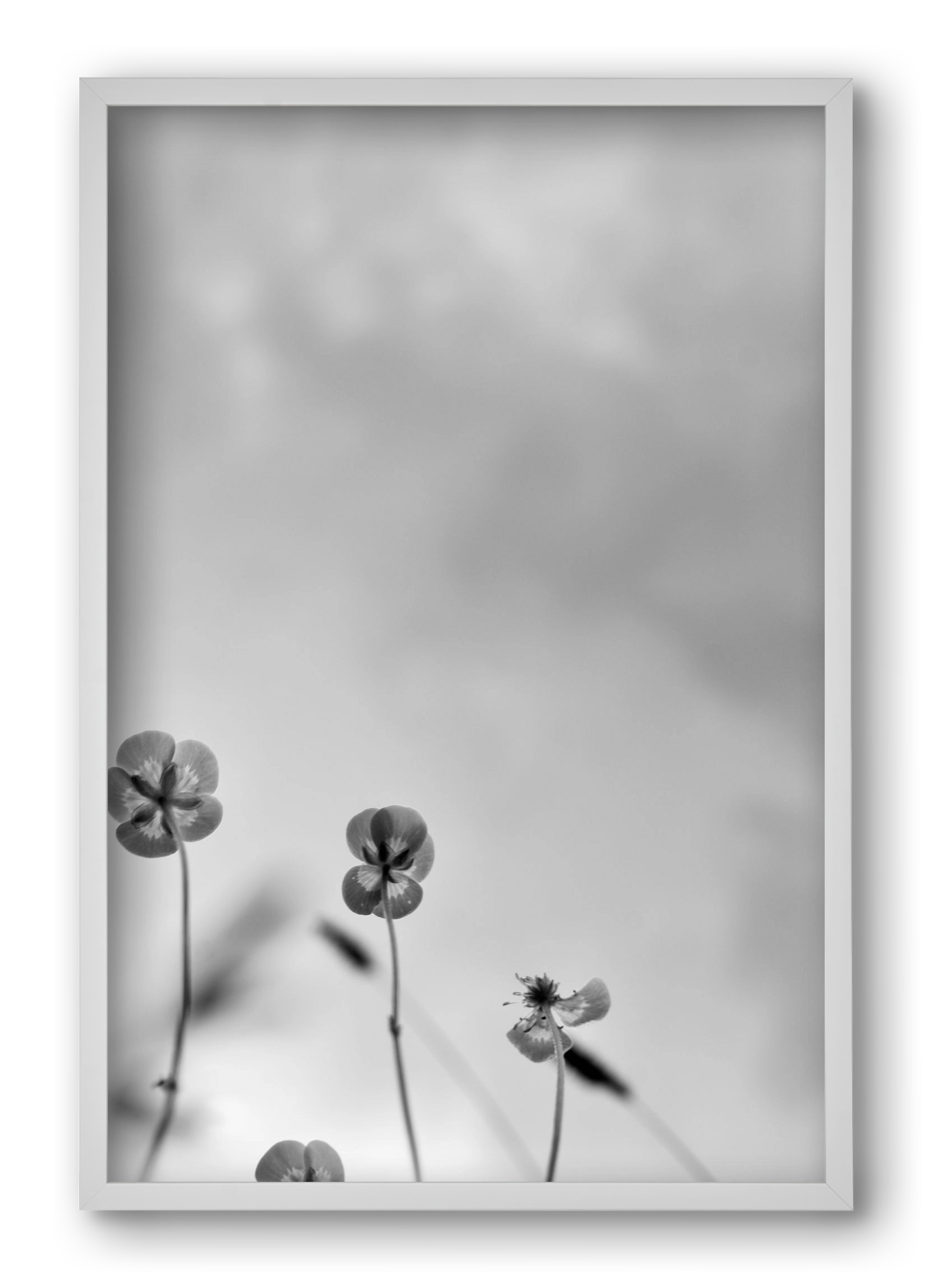 Buttercups, 40x60 cm (40x60 cm), Fehér keret