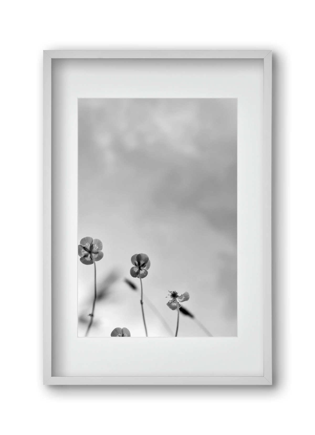 Buttercups, 30x45 cm (20x30 cm), Fehér keret, paszpartuval