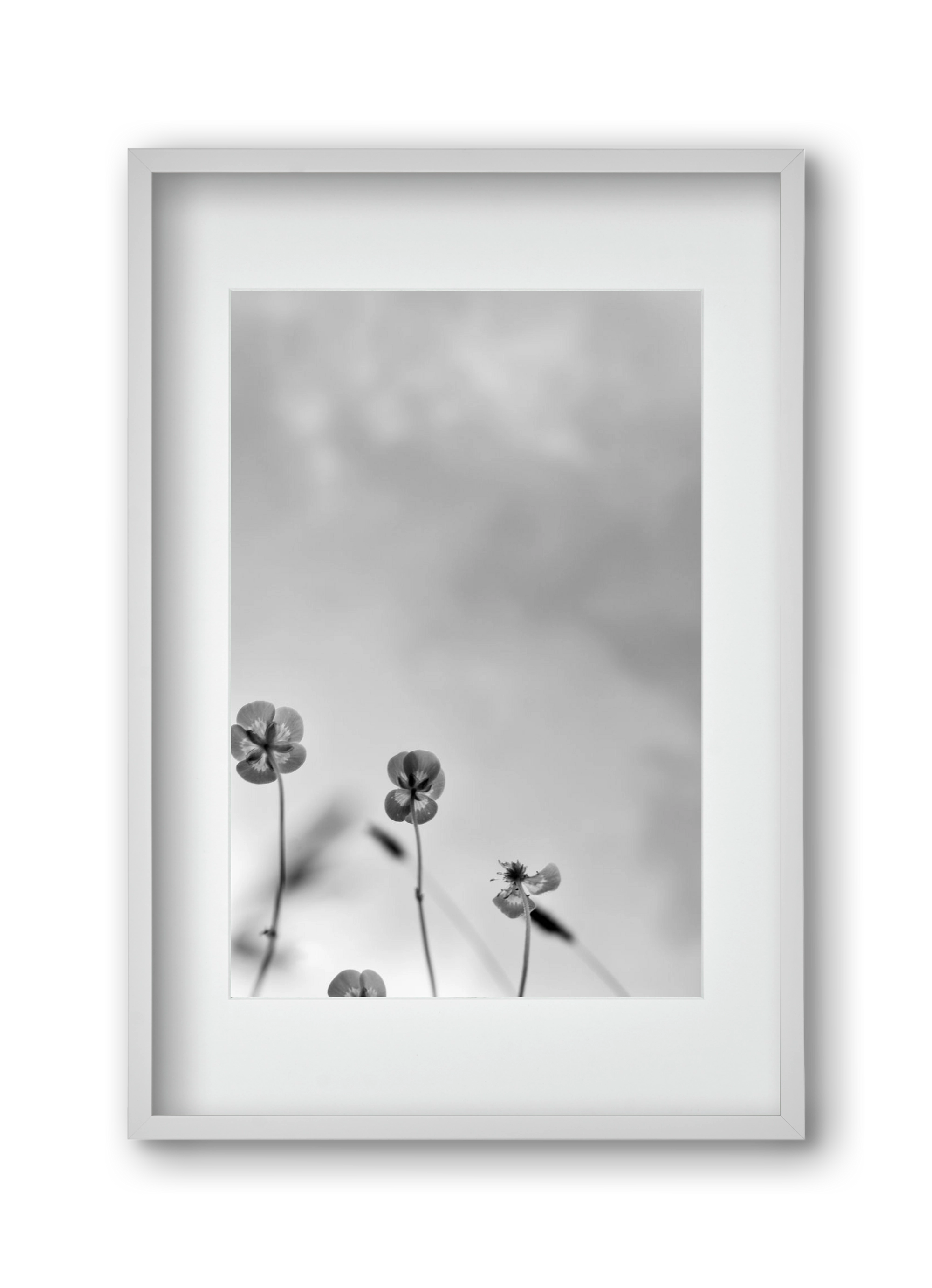 Buttercups, 30x45 cm (20x30 cm), Fehér keret, paszpartuval