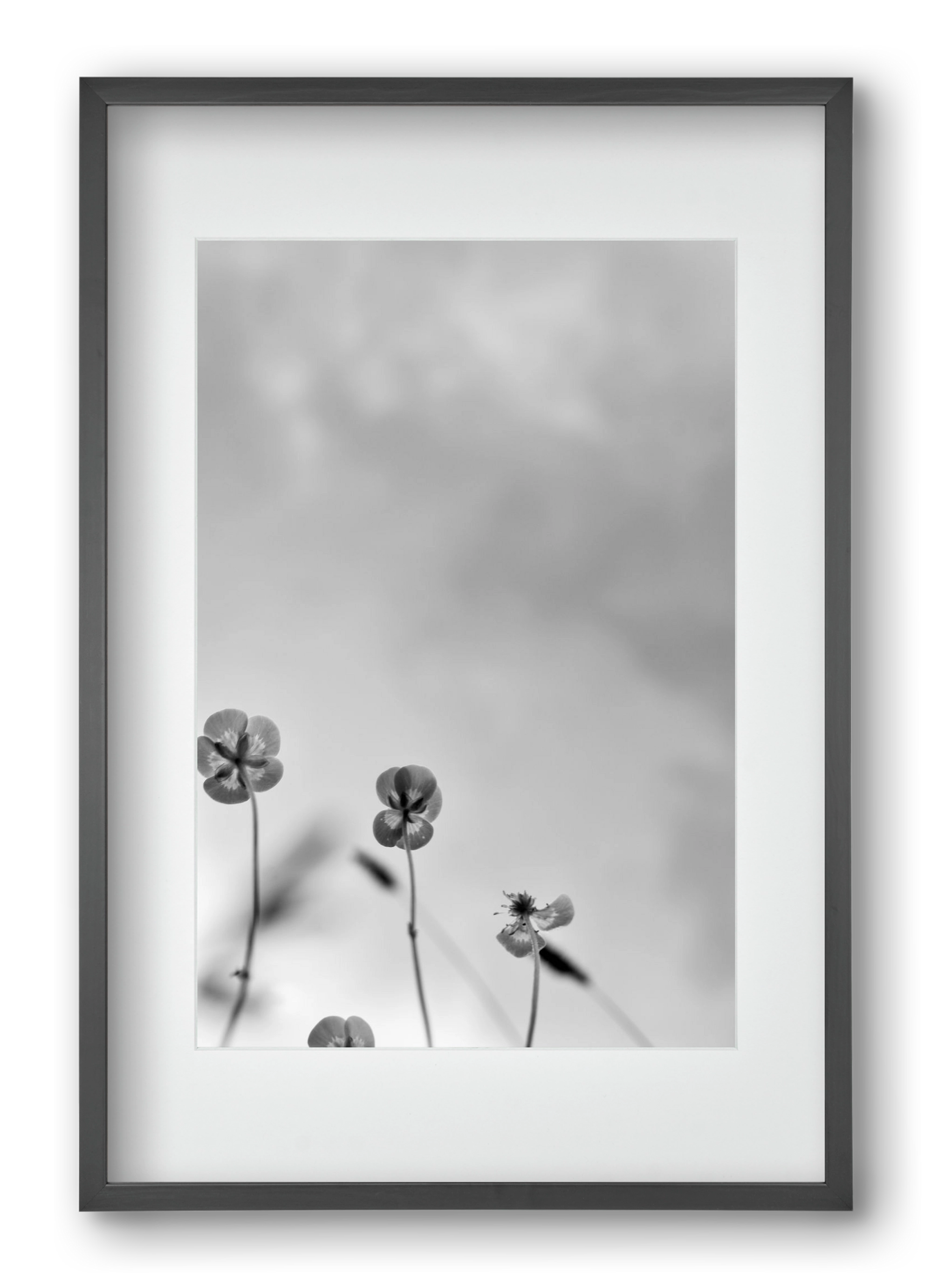 Buttercups, 40x60 cm (30x45 cm), Fekete keret, paszpartuval