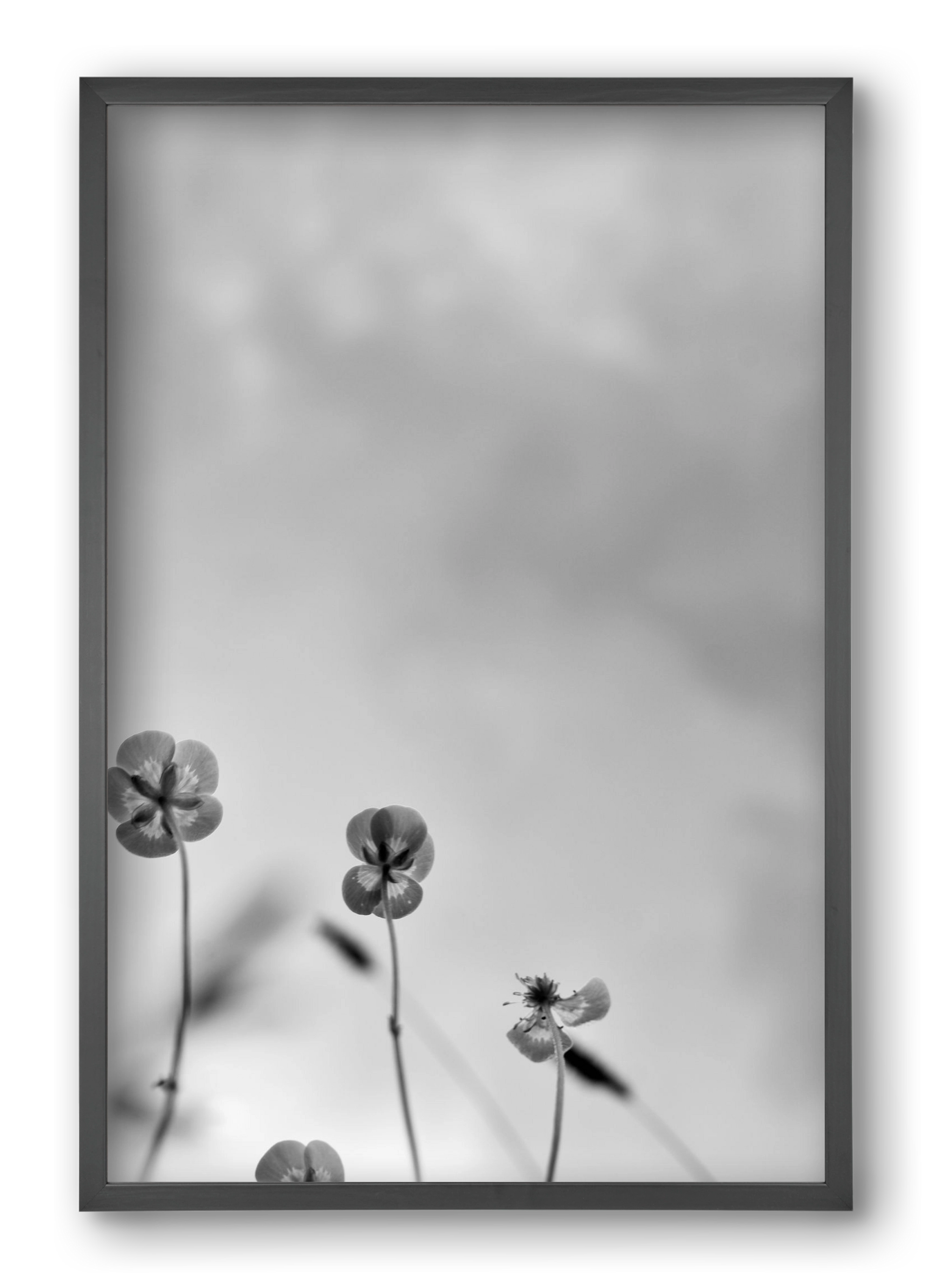 Buttercups, 40x60 cm (40x60 cm), Fekete keret